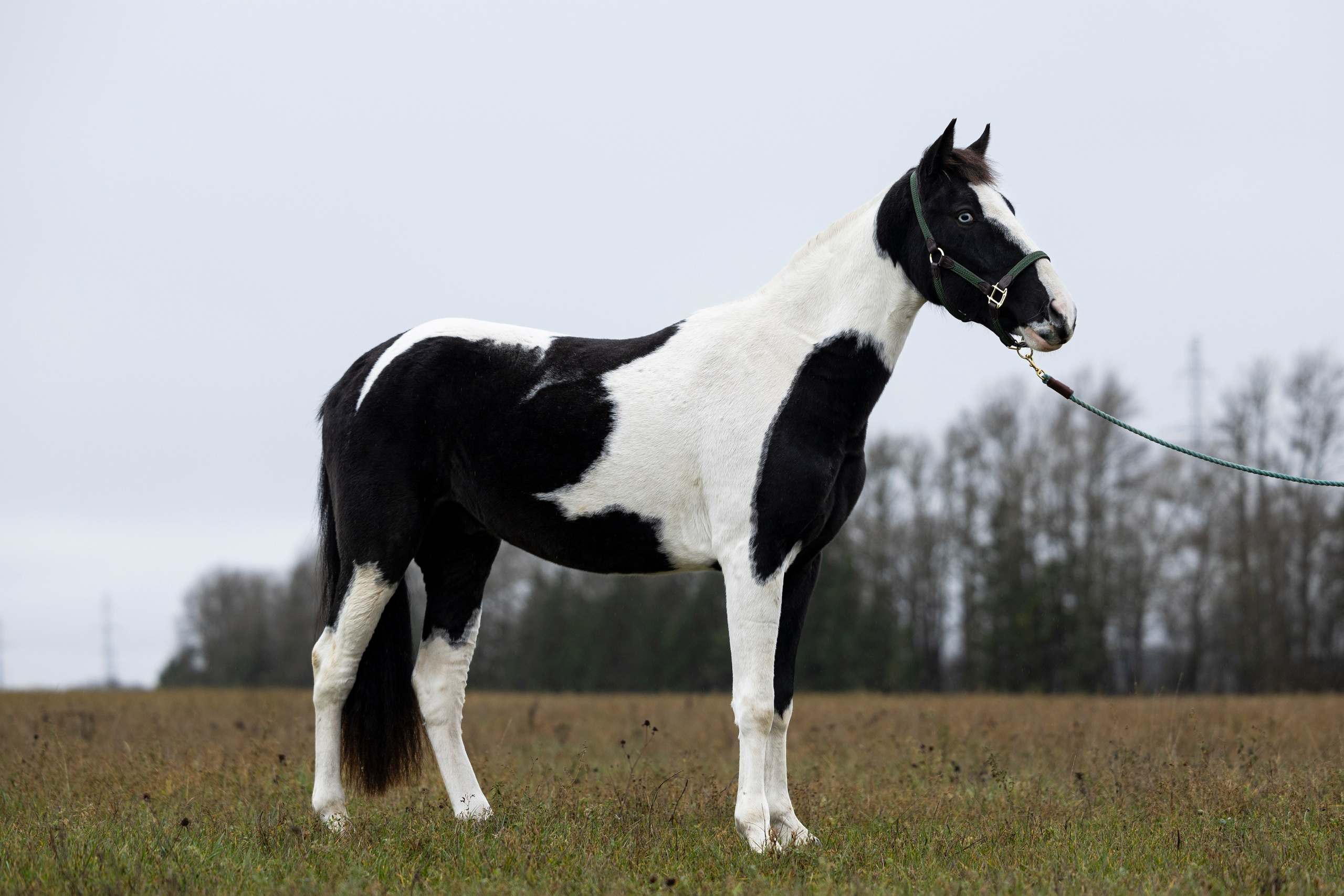 Дракарис и Кейси. Фотограф-анималист Анна Маринич
