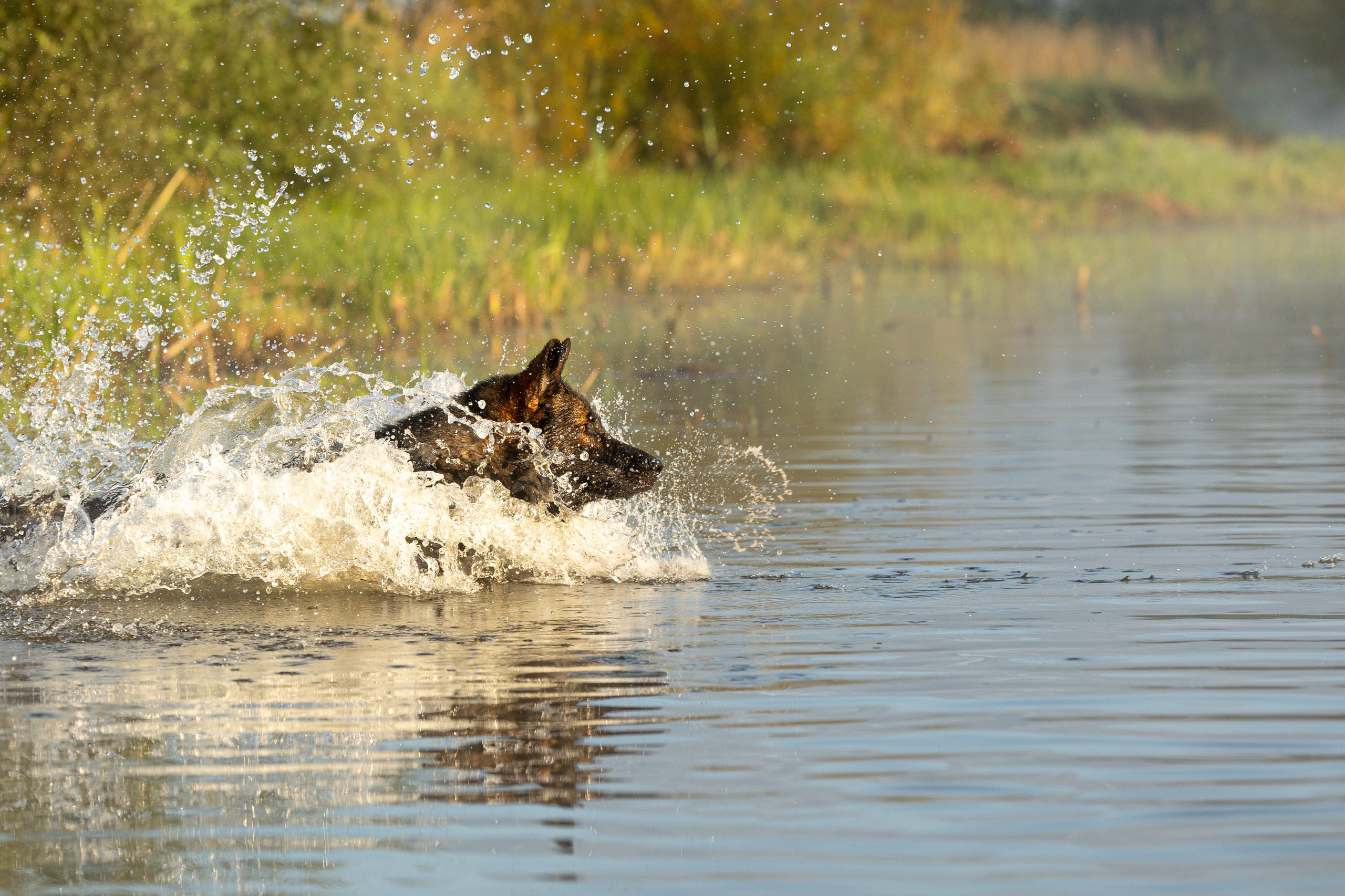 Немецкие овчарки Кетчер и Роскошь. Фотограф-анималист Natalia Deingel | Фотосъемка собак в Москве