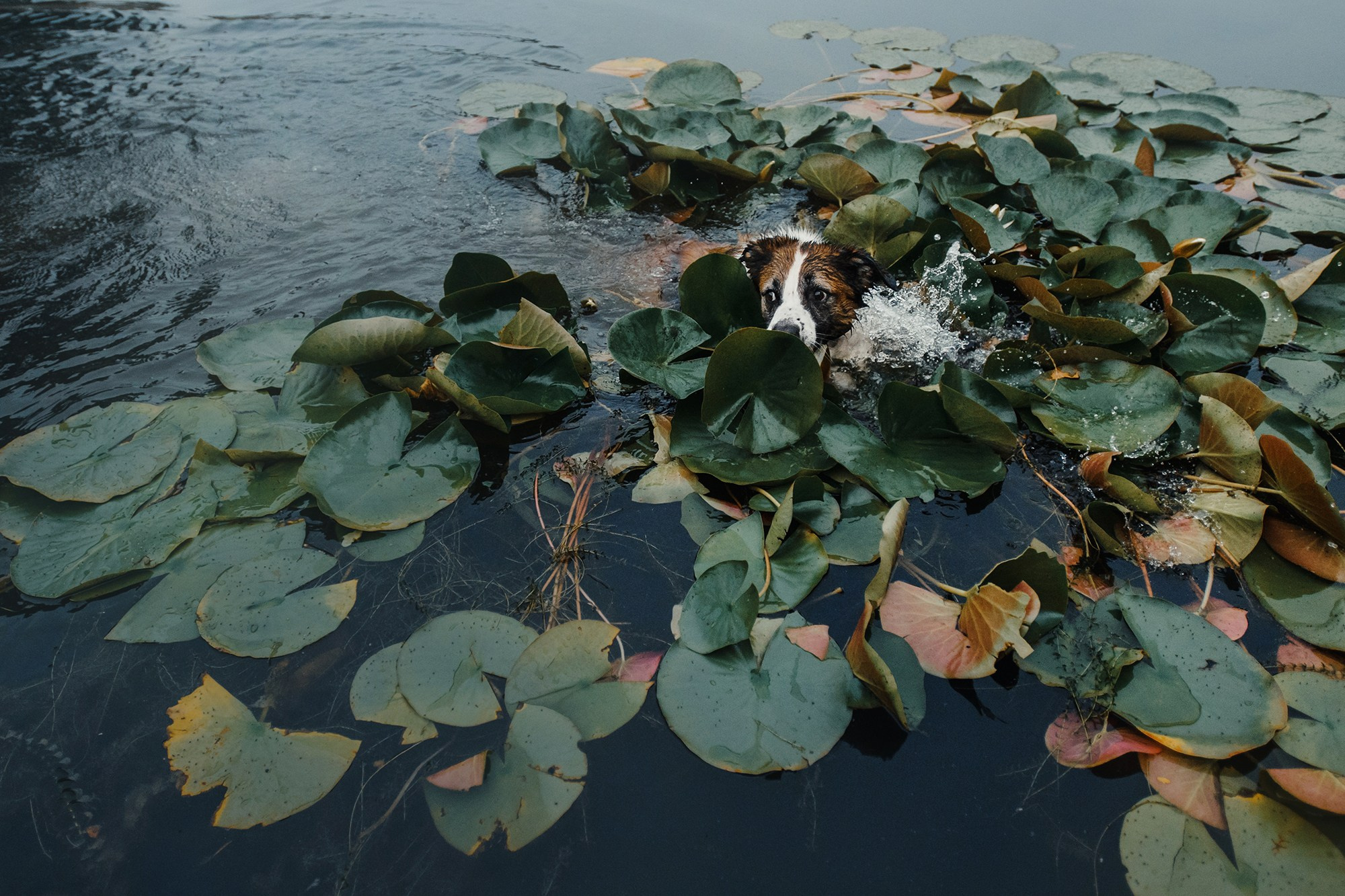 Питомец в кадре. Фотограф Анна Тюрина
