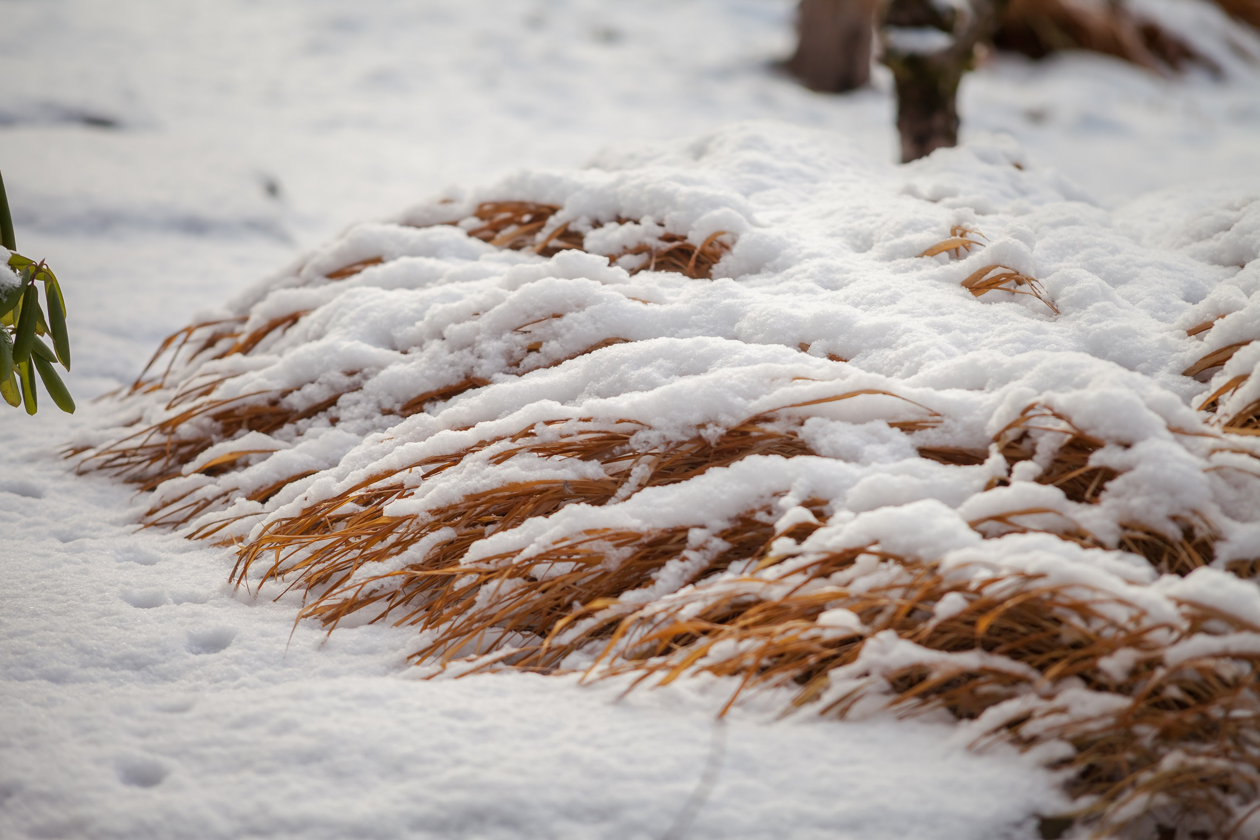 Спящий сад, Елены Асташкиной. Туманов Виталий — фотограф Москва