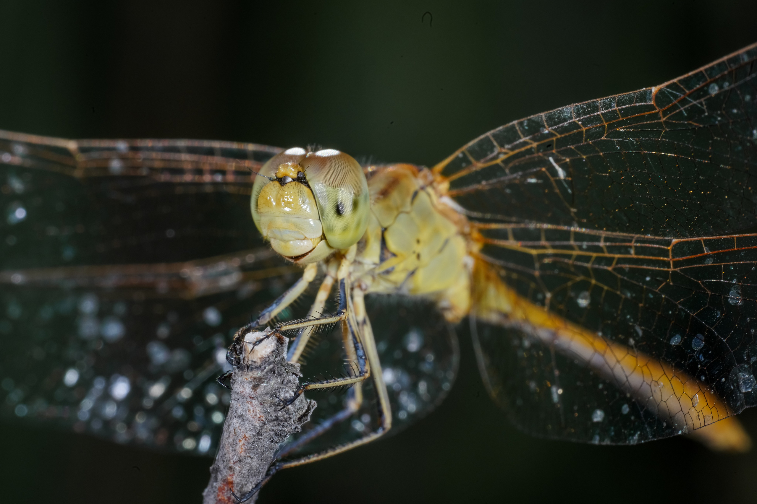 МАКРО. Фотограф в Алматы Артемий Матюнин
