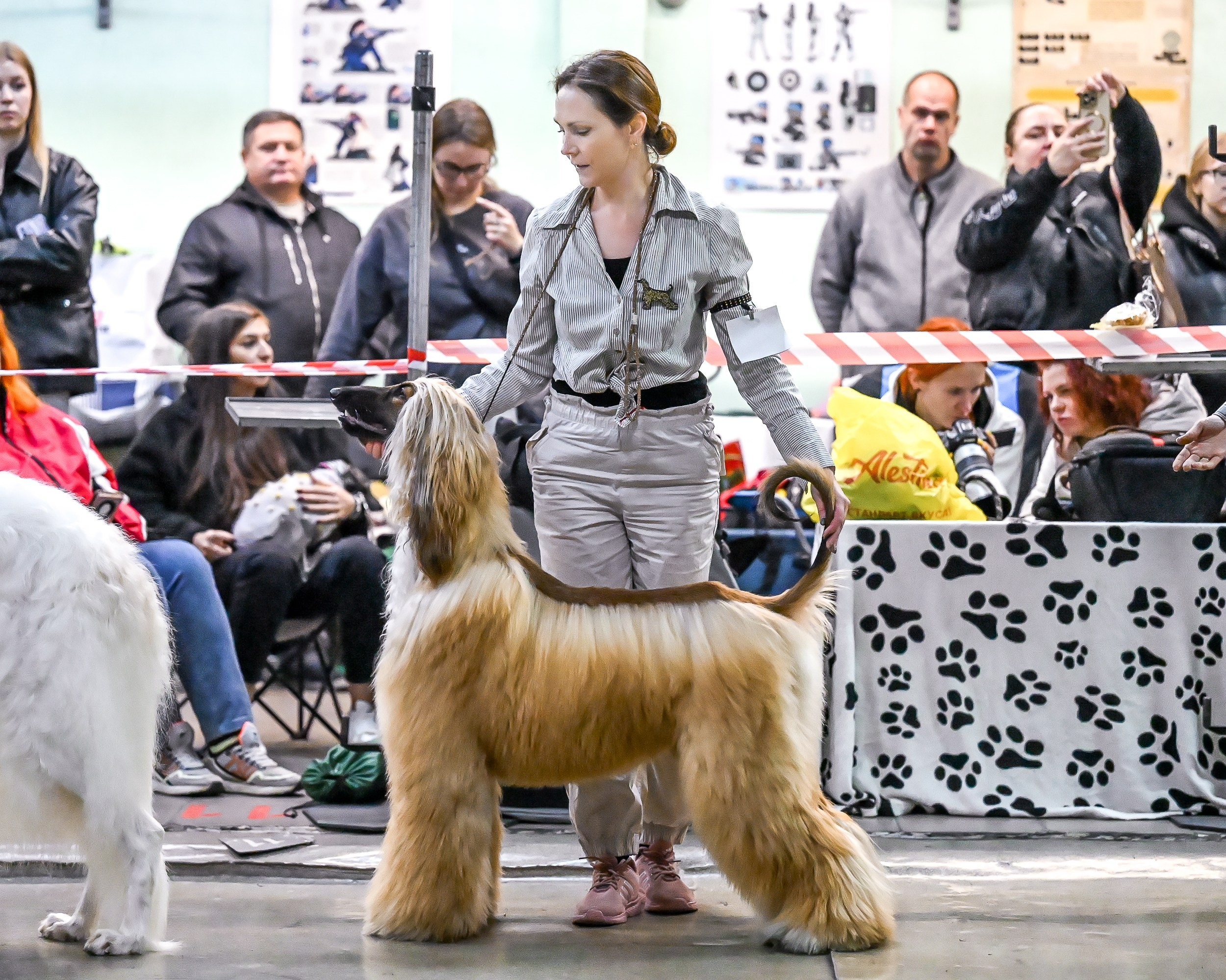 07.11.2025 Клуб Хобби. Галерея фотографий афганской борзой