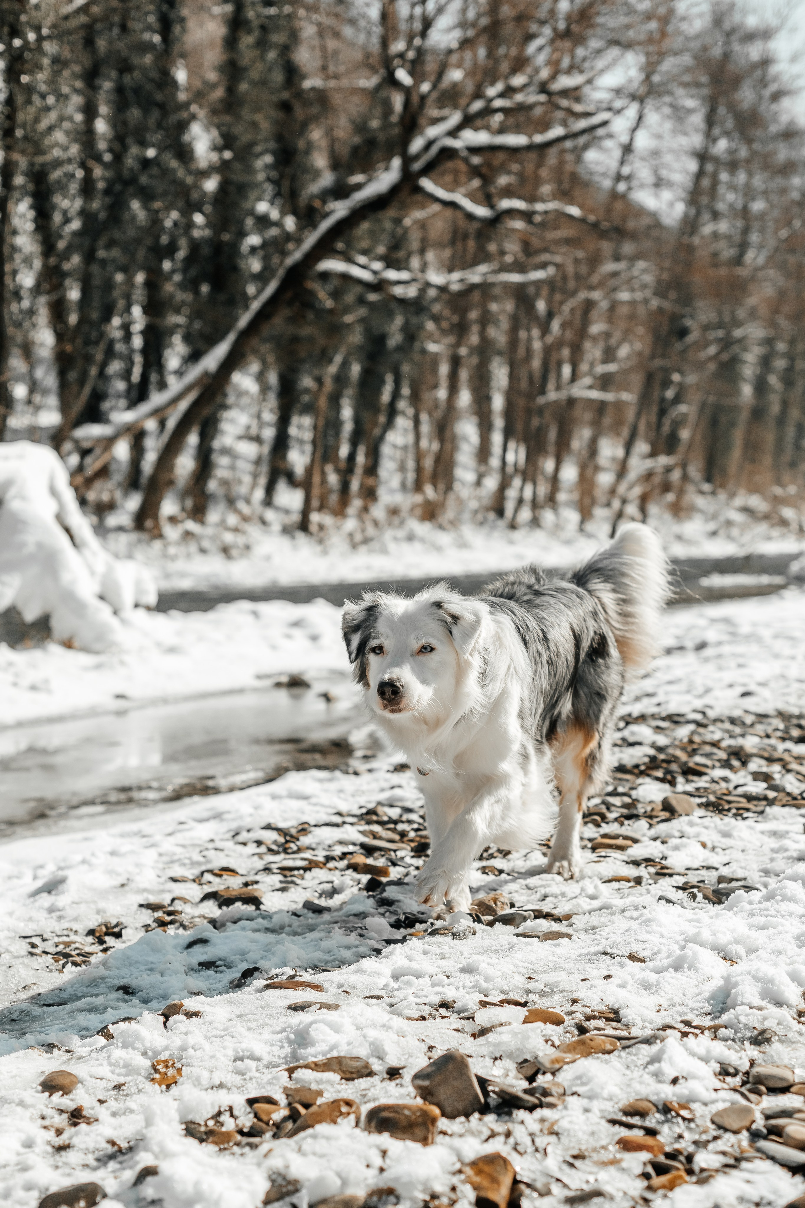Портфолио2. Фотограф — анималист Маргарита Хелбен Краснодар