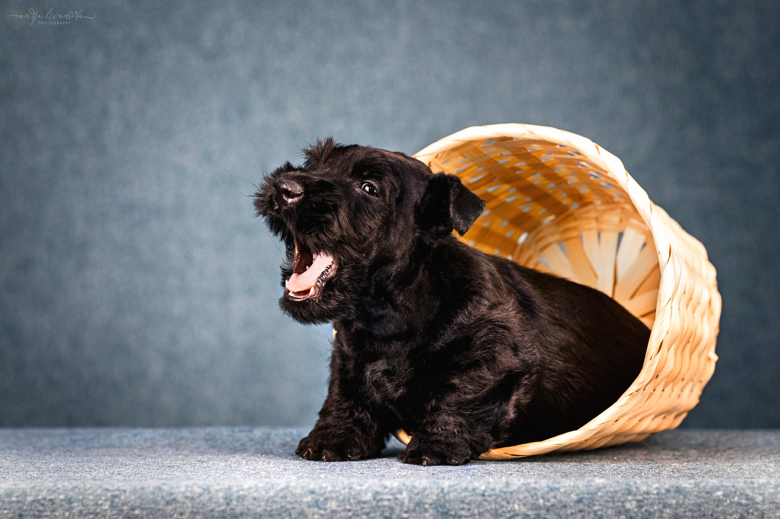 Скотти. Фотограф анималист Аня Ливанова | Рыбинск