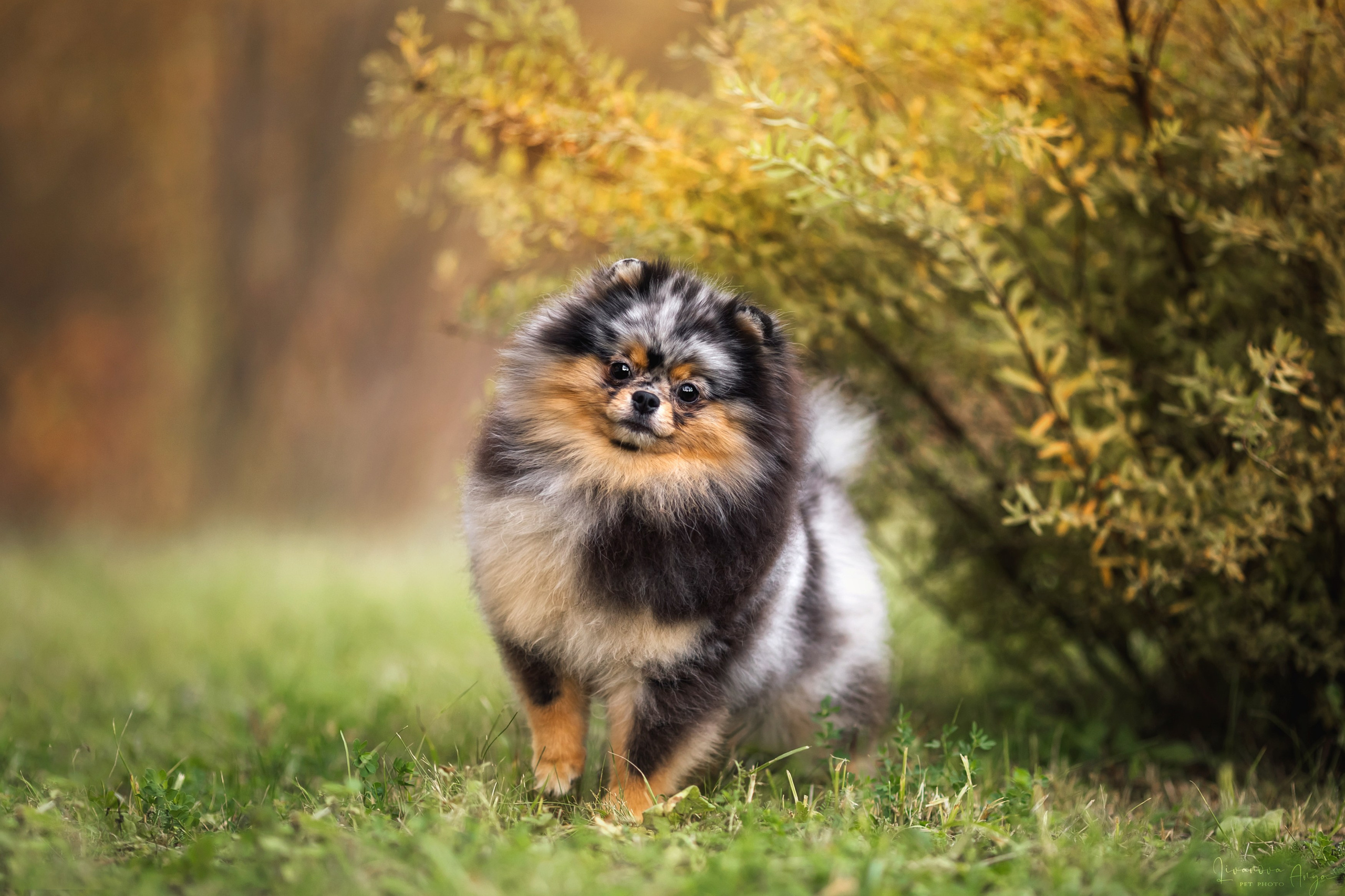 Шпицы и чихуахуа. Фотограф анималист Аня Ливанова | Рыбинск