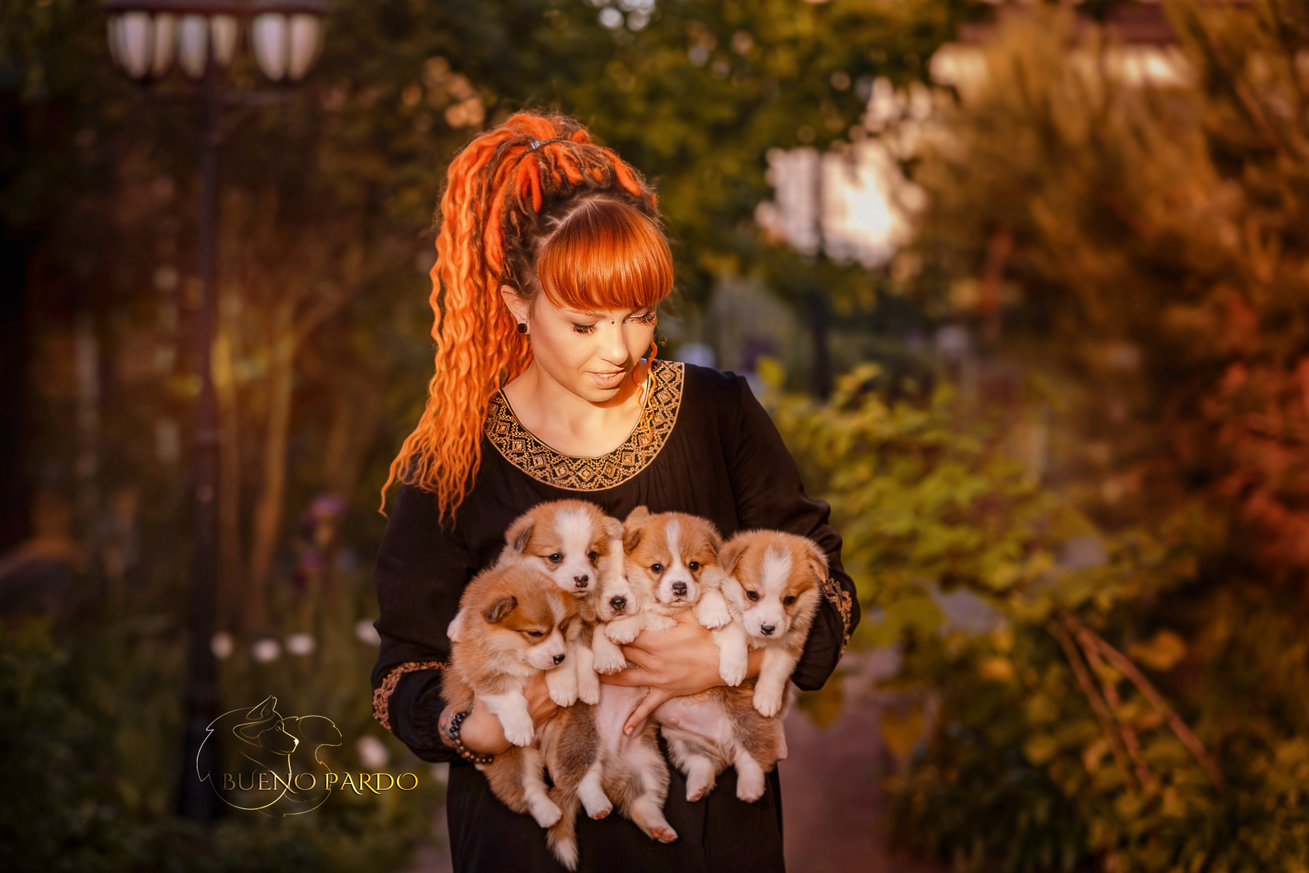 Щенки вельш корги пемброк из питомника. Питомник собак Акита, Хаски, Корги