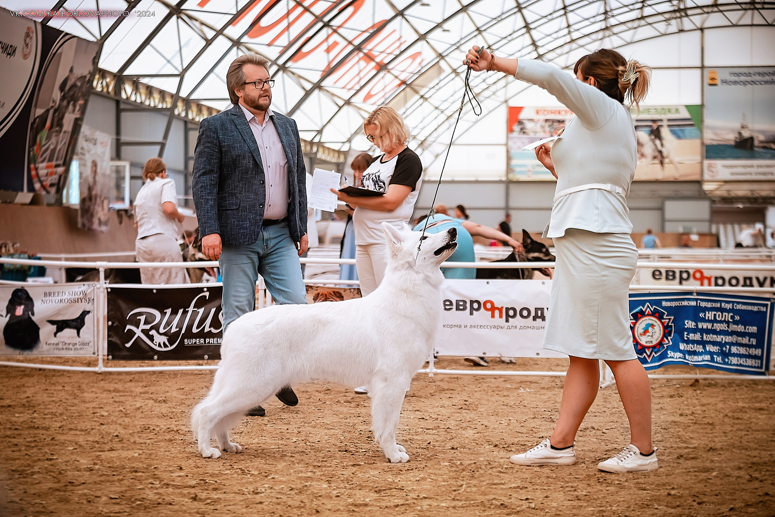 Фотосъемка собак, щенков, на выставках, фотограф анималист Россия воронеж. Питомник собак Акита, Хаски, Корги