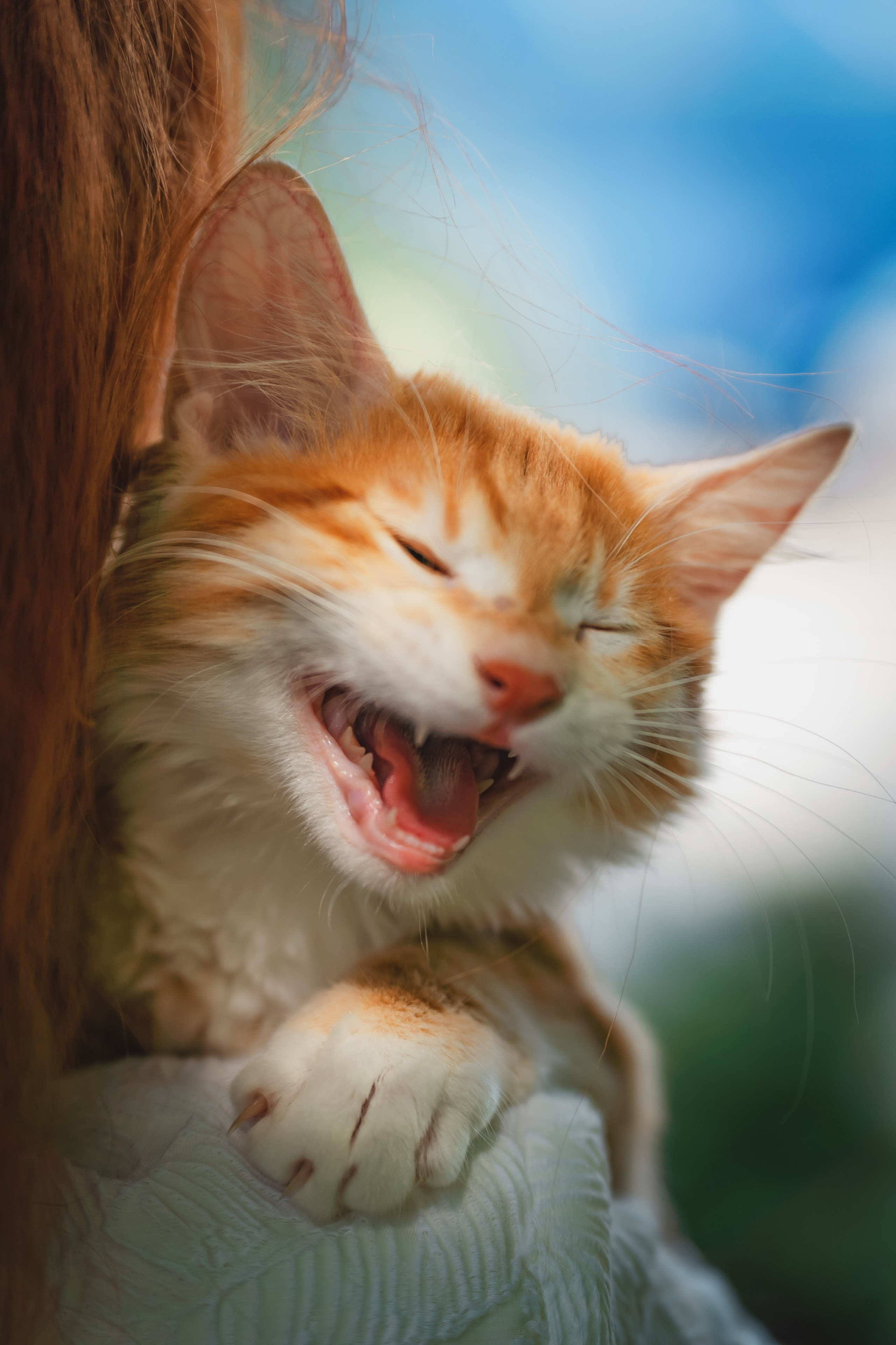 Питомник Курильских бобтейлов. Фотограф в Москве Ленарская Дарья