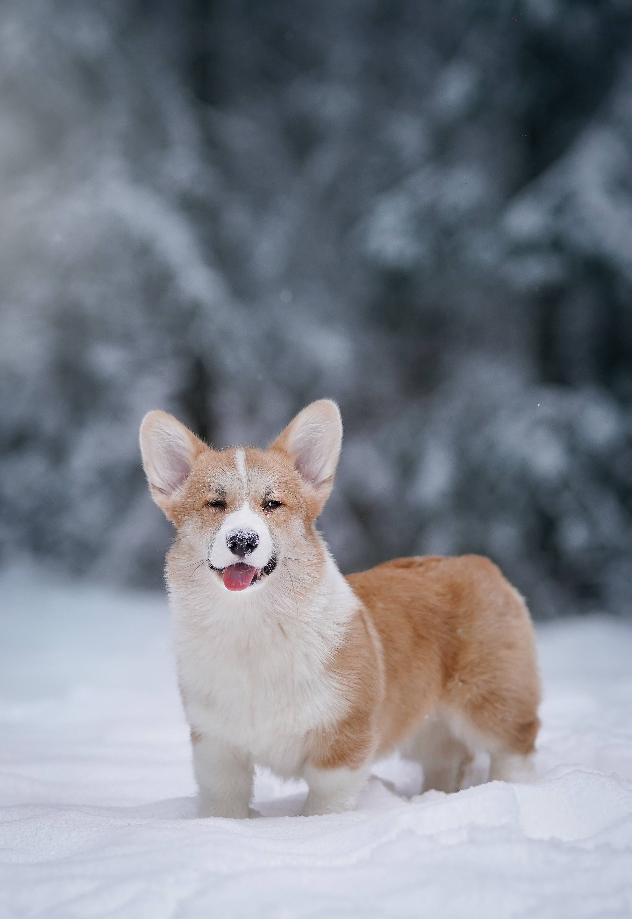 Катя Рокки и Честер. Фотограф-анималист в Санкт-Петербурге Яна Мартынова