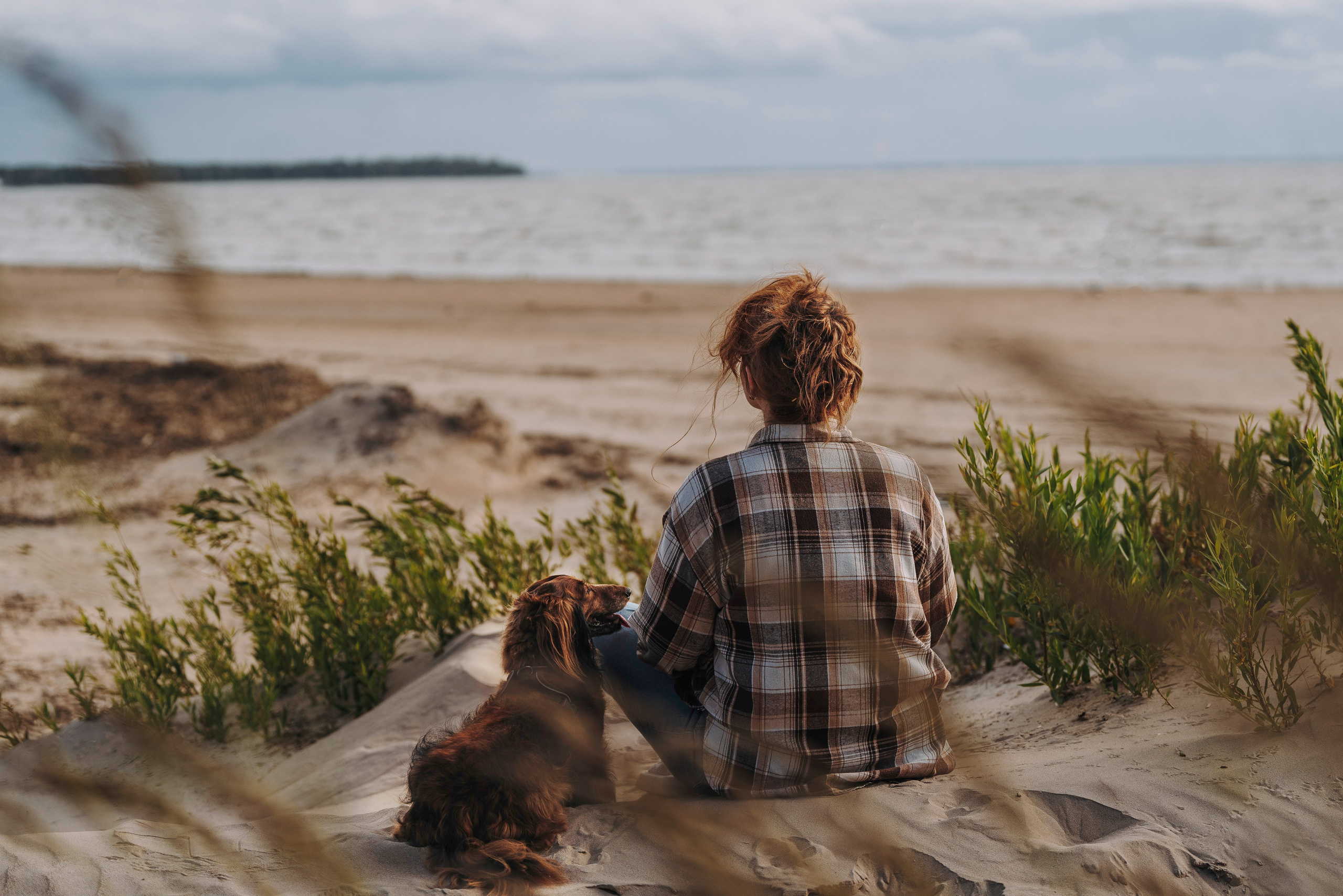 Фотосессия с длиношерстной таксой на пляжн. Фотограф анималист в Спб недорого Олеся Майорова