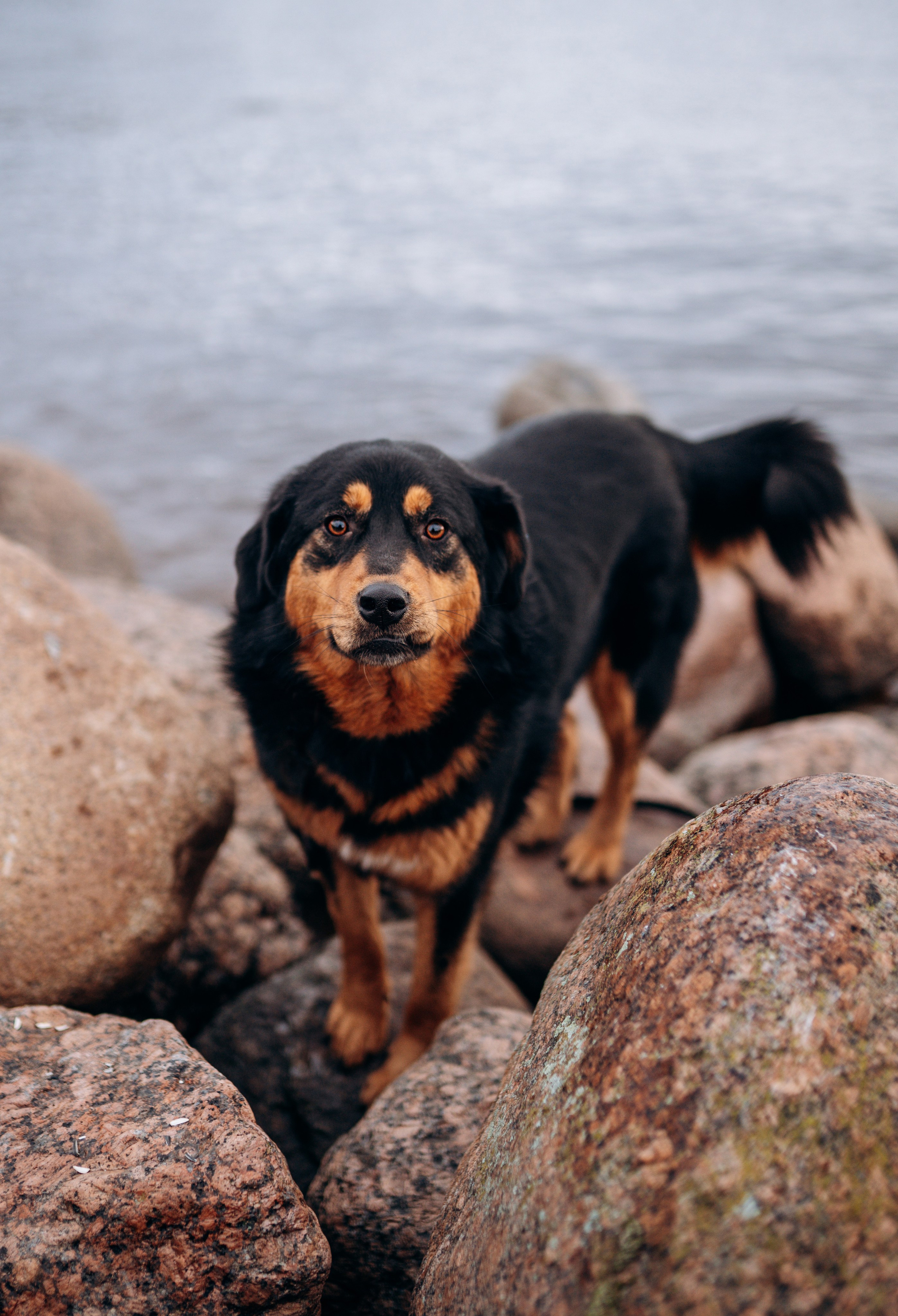 Глаша и Любовь. Фотограф анималист в Спб недорого Олеся Майорова
