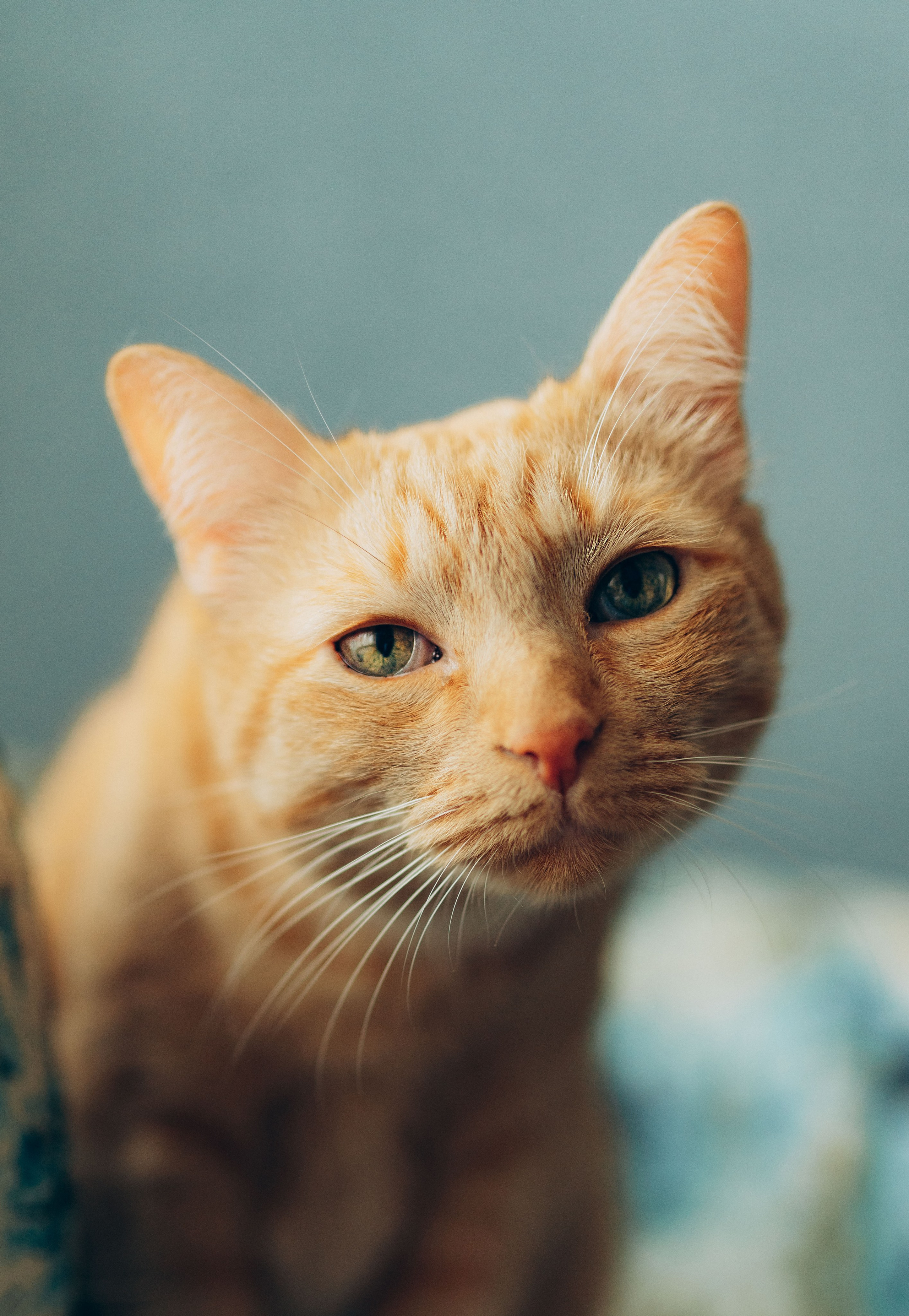 Даша и Брукс. Фотограф анималист в Спб недорого Олеся Майорова