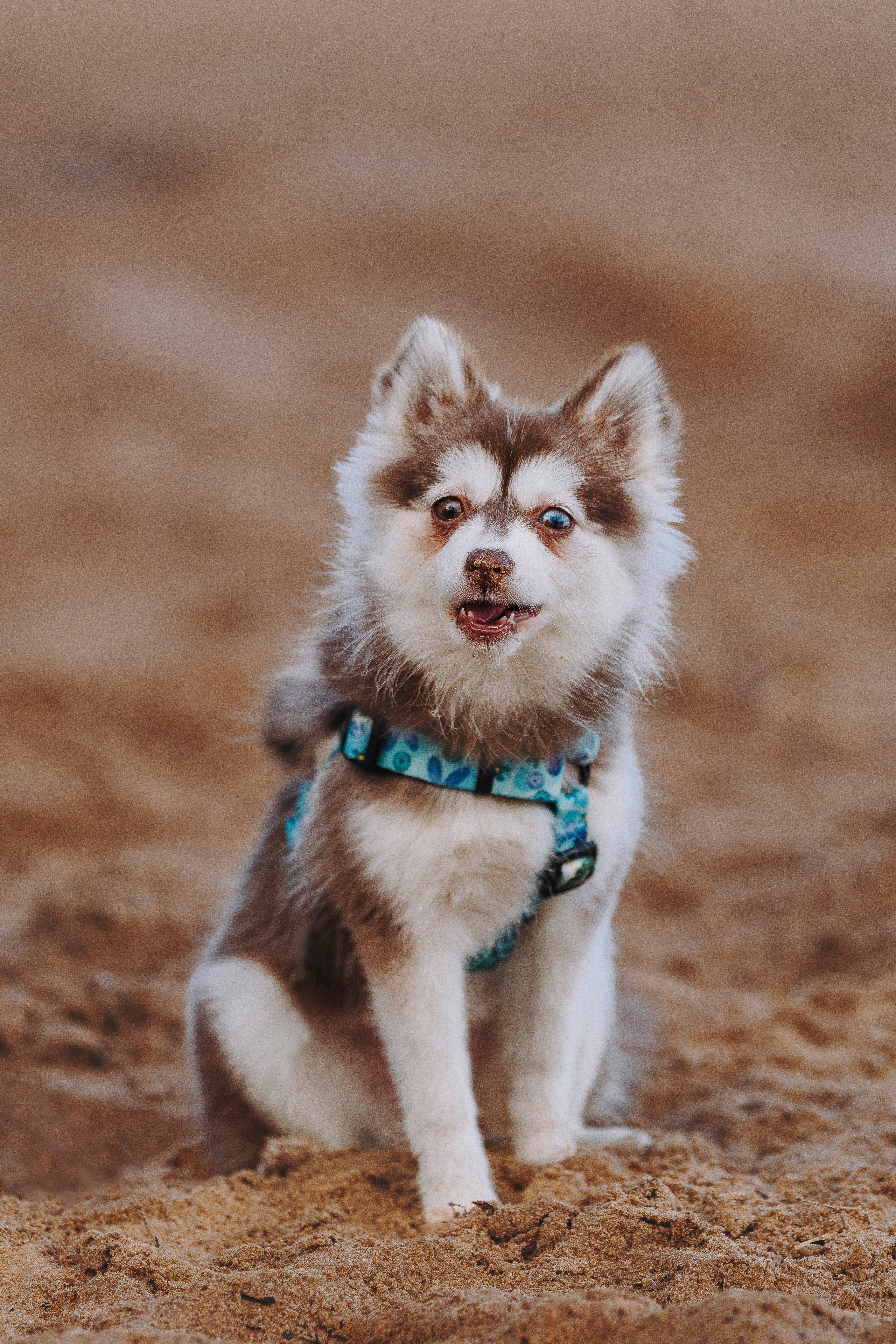 Катерина и Дрэка. Фотограф анималист в Спб недорого Олеся Майорова