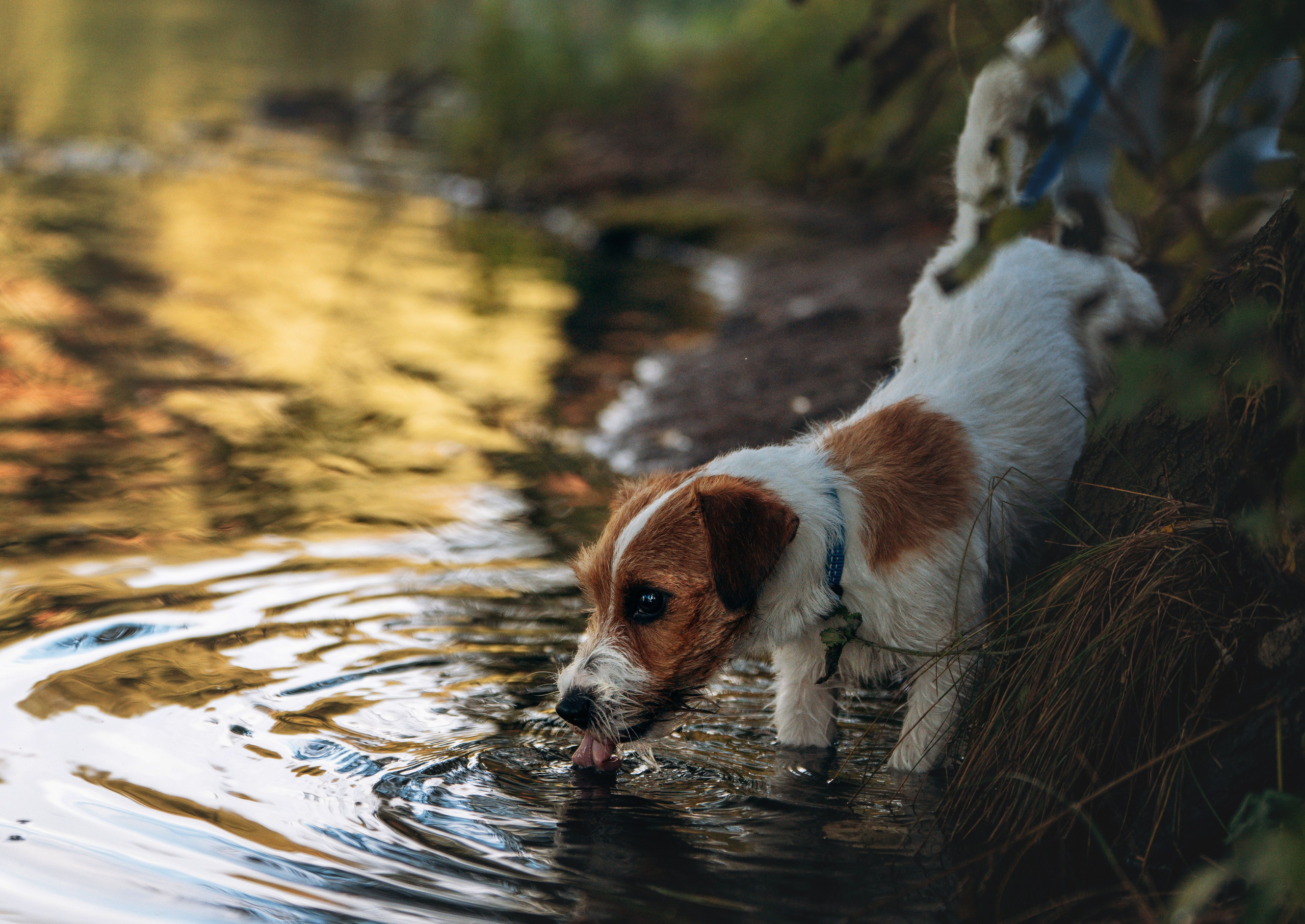 Фотосессия с маленькой собакой Спб. Фотограф анималист в Спб недорого Олеся Майорова