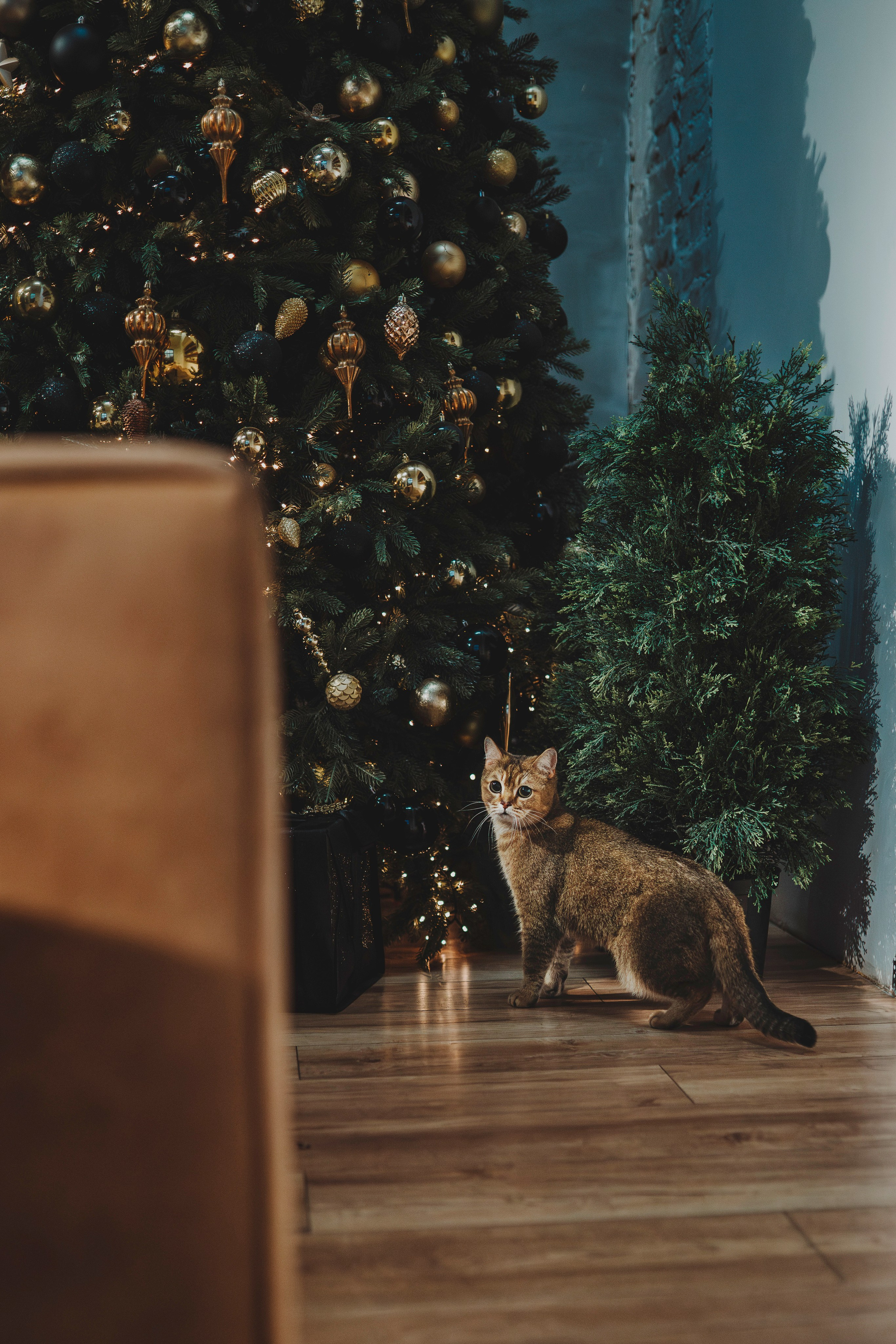 Аня, Андуин и Тесс. Фотограф анималист в Спб недорого Олеся Майорова