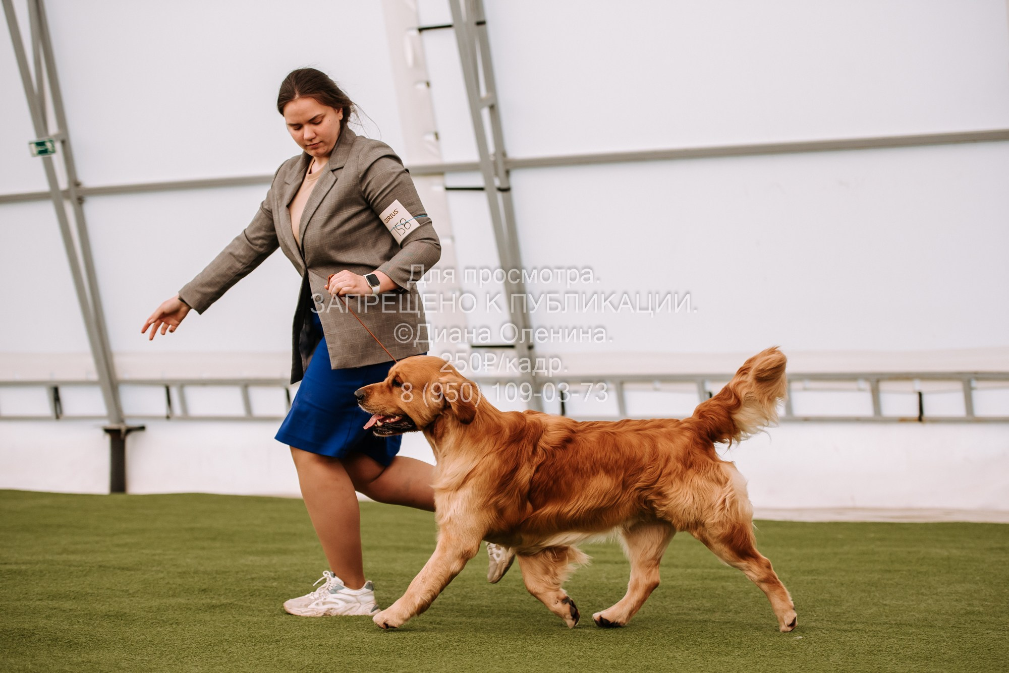 Выставка собак Красноярск 2.06. Фотограф Диана Оленина Красноярск / Братск