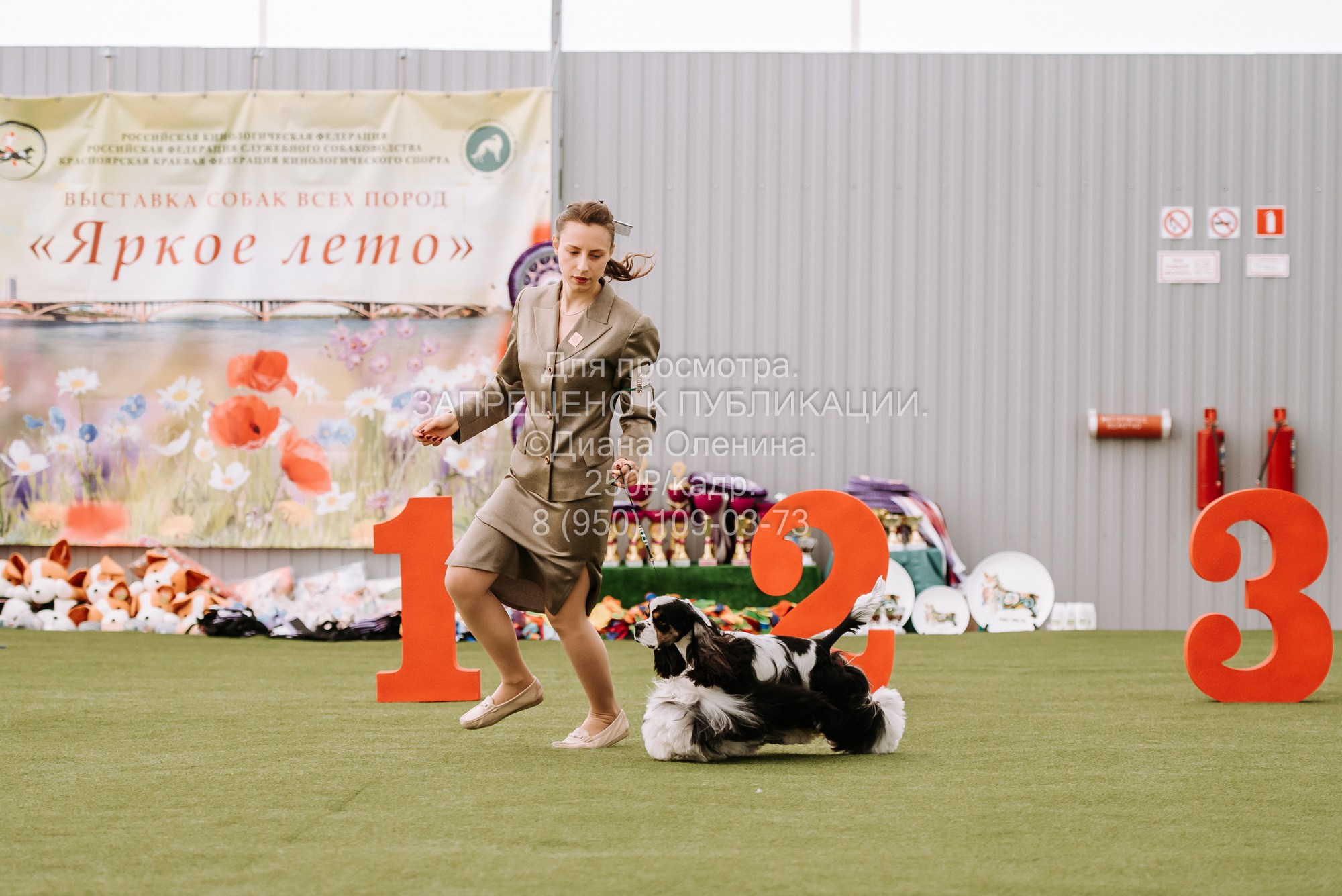 Выставка собак Красноярск 2.06. Фотограф Диана Оленина Красноярск / Братск