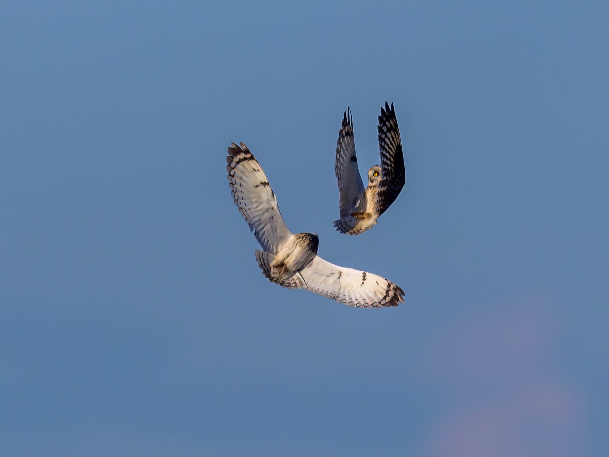 Short eared owl. Wildlife photography by Sergey Puponin