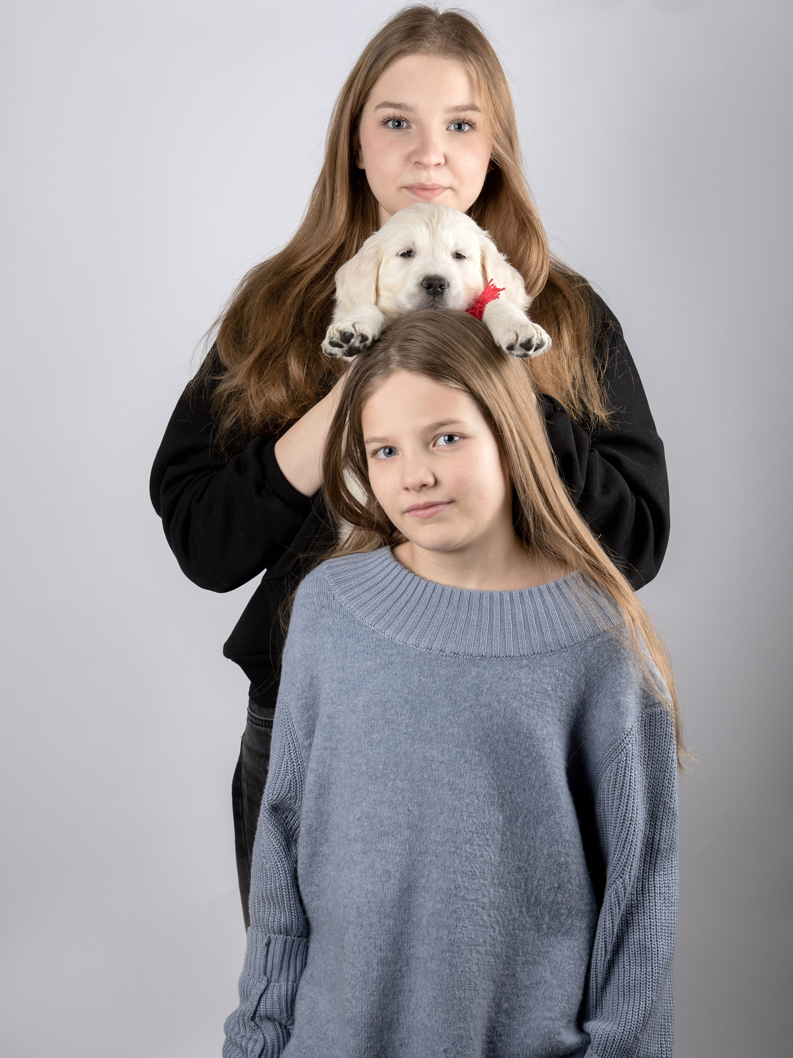 Голден Ретривер. Предметный и семейный фотограф в Санкт-Петербурге Катерина Стеклова