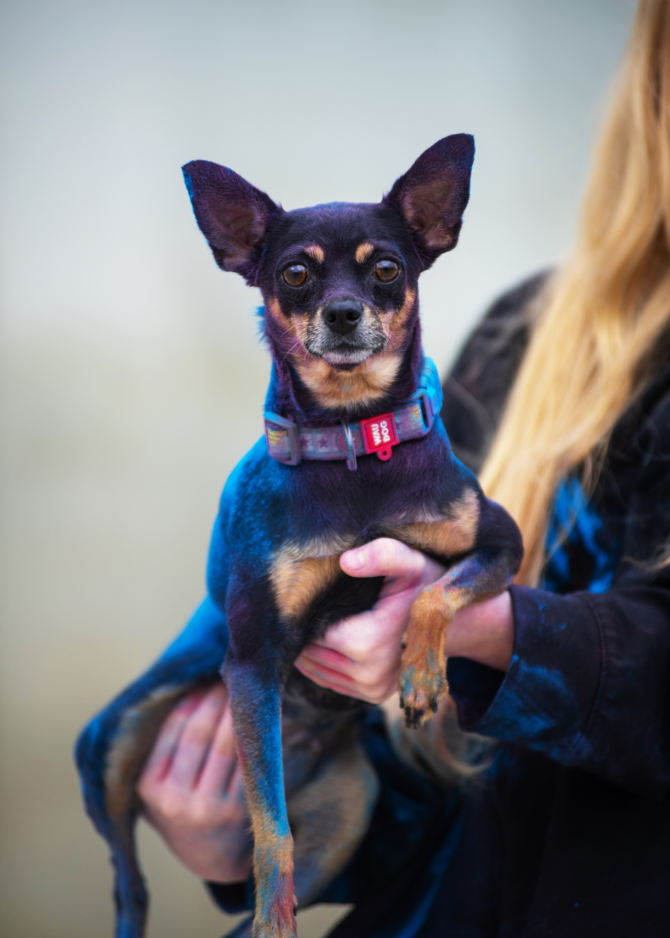 Мотя и краски холли. Дог-фотограф в Тюмени Александра Королева