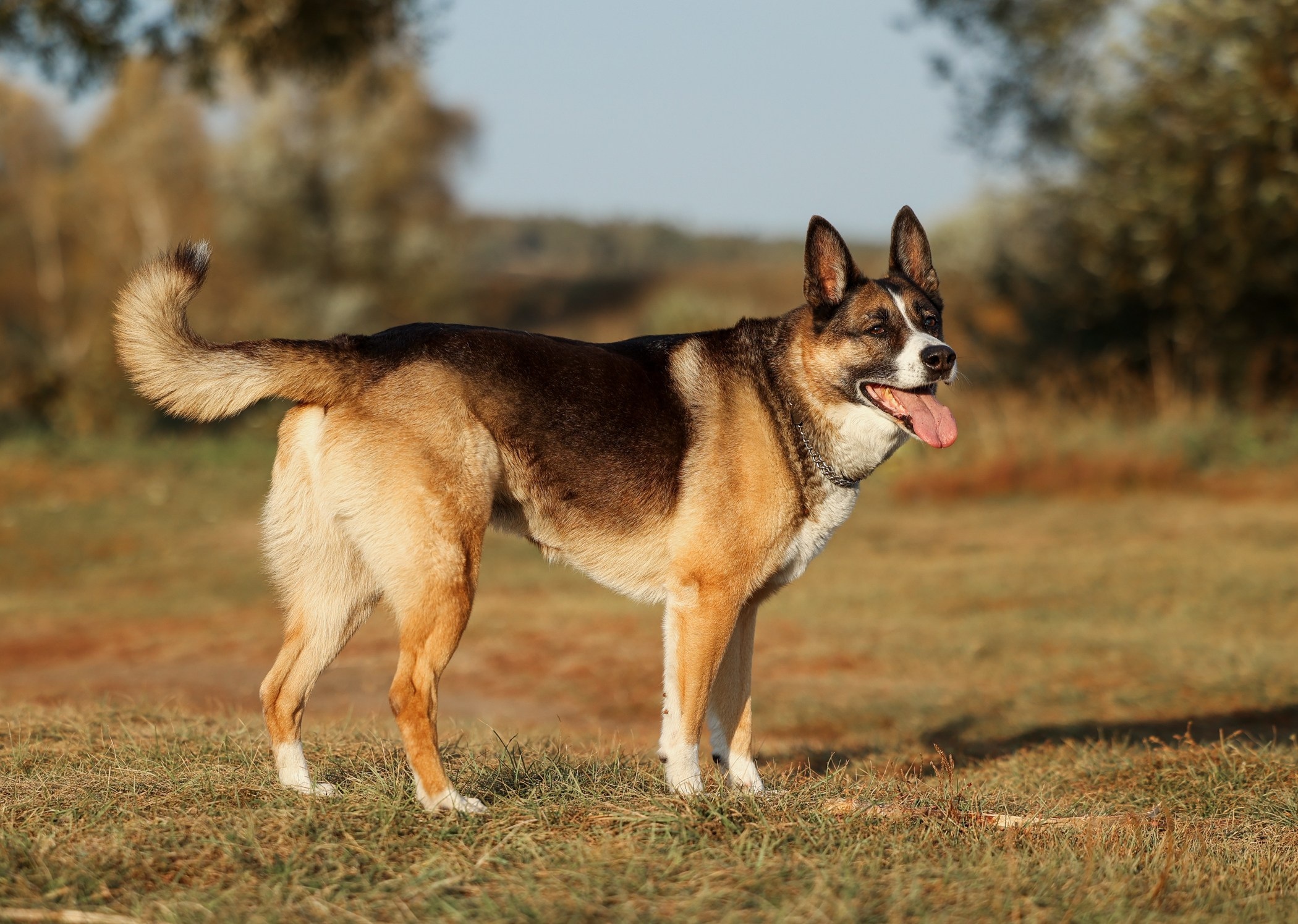 Прогулка на природе. Фотограф-анималист Полина Колкова | Москва