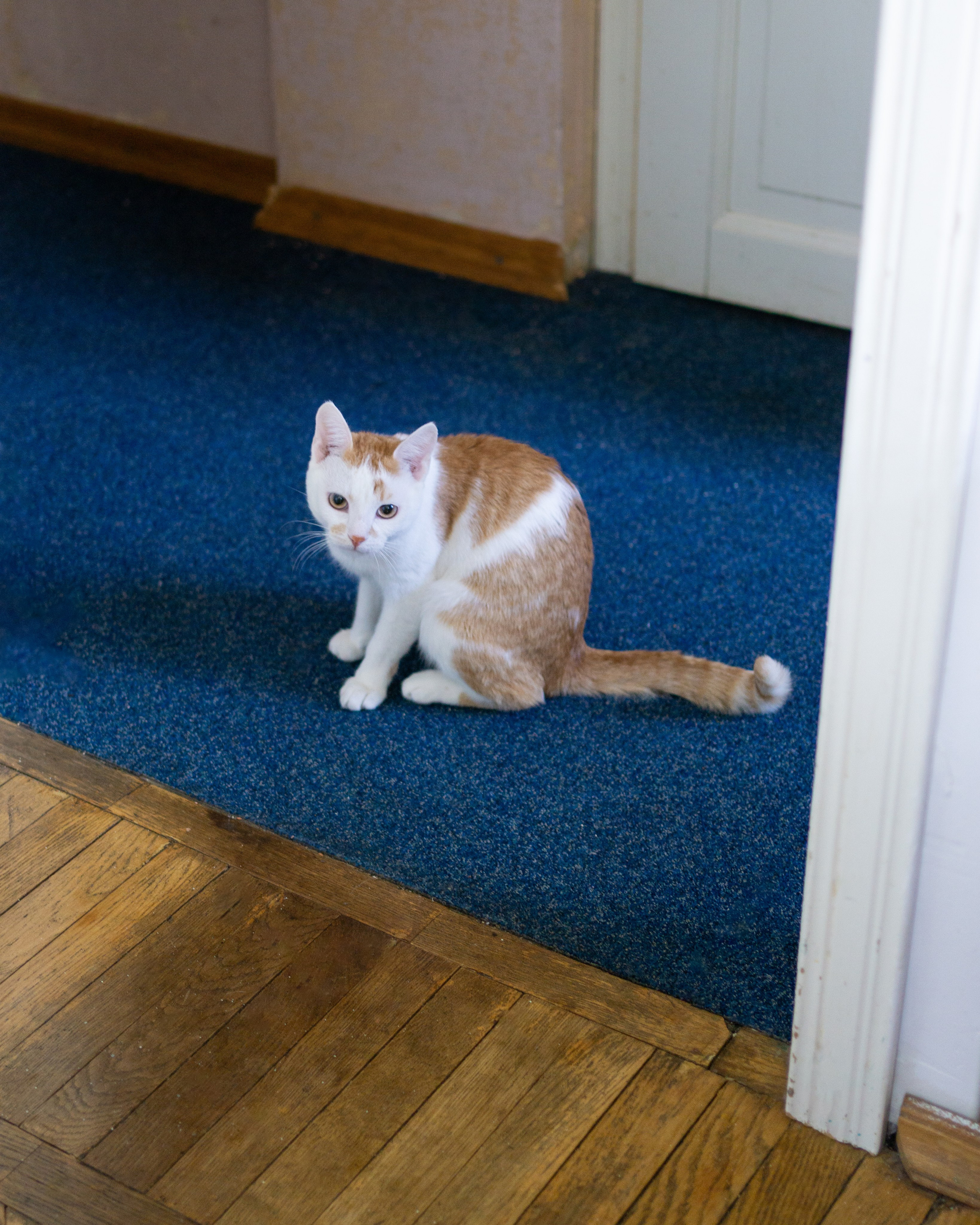 Венец природы человек. Maria Abdullaeva