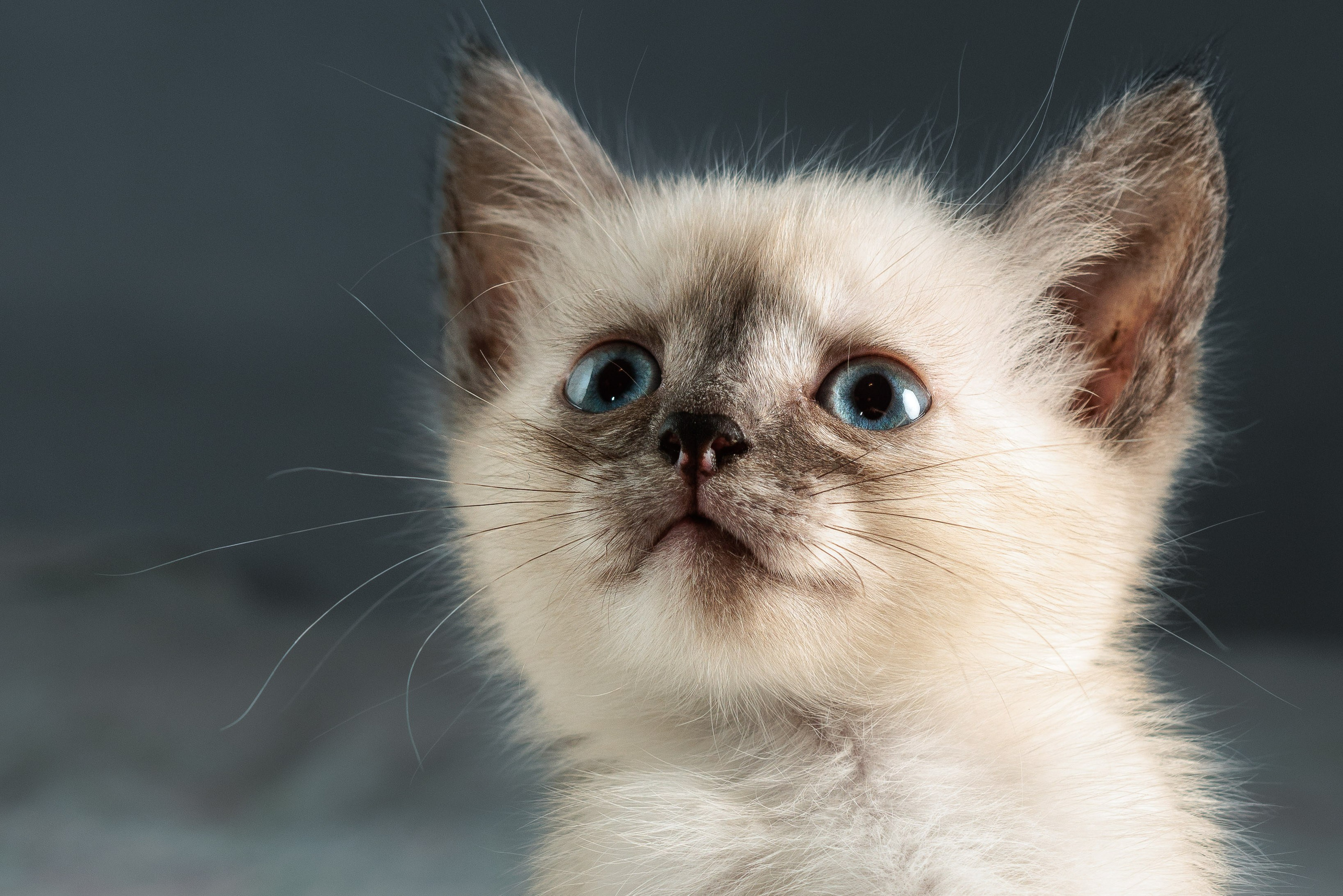 Портреты ваших питомцев. Коммерческий, рекламный фотограф в Уфе Сергей Крайкин