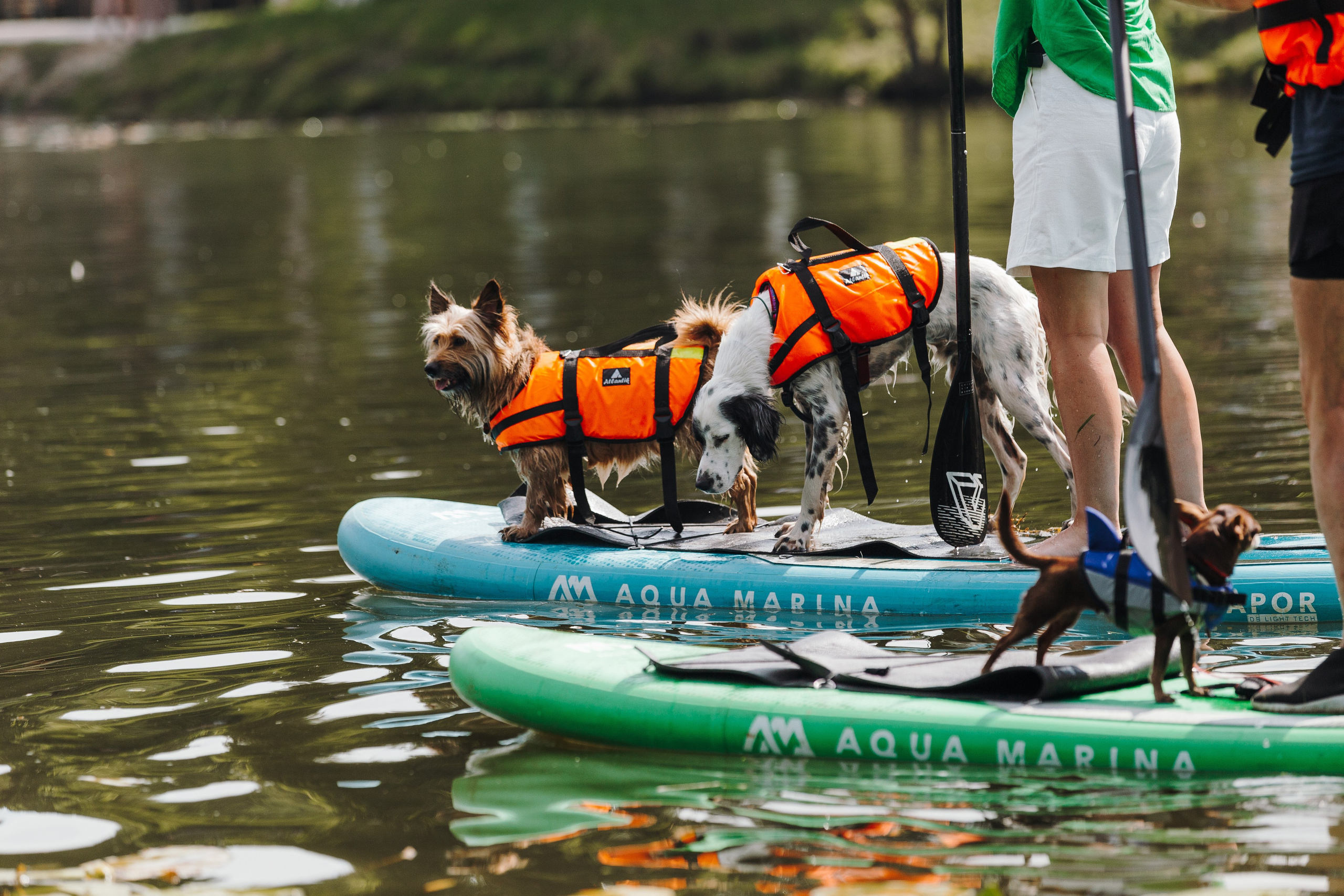 Petshop Sup day. Фотограф анималист Кристина Карпова, Москва
