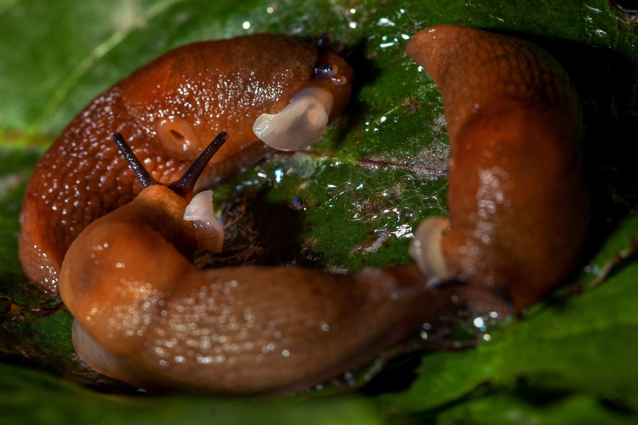 Красота вокруг нас. Медиапродюсер, фотограф в Минеральных Водах —Виктор Холодов
