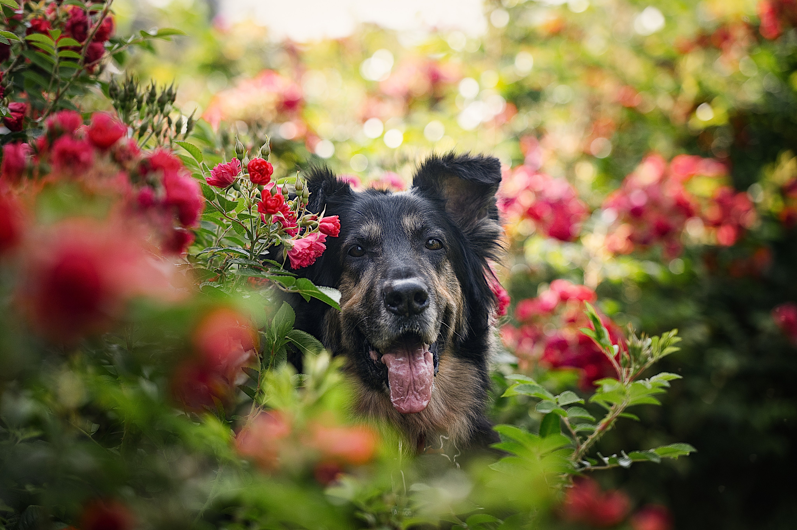 Алиса на ВДНХ. Фотограф-анималист