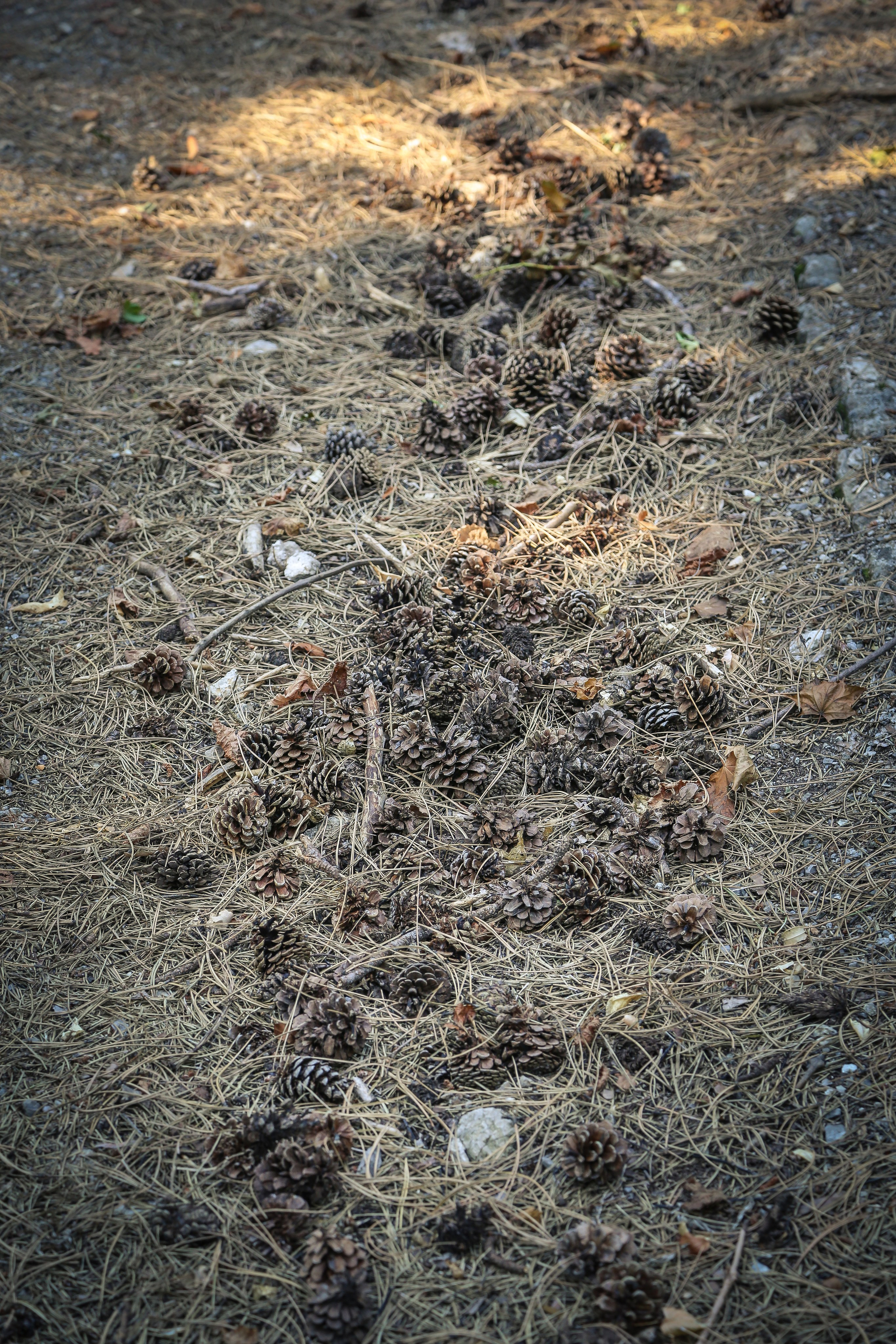 Австрия: Баден. Дарья Письменюк / Darya Leitstern — фотограф, музыкант, журналист, путешественник
