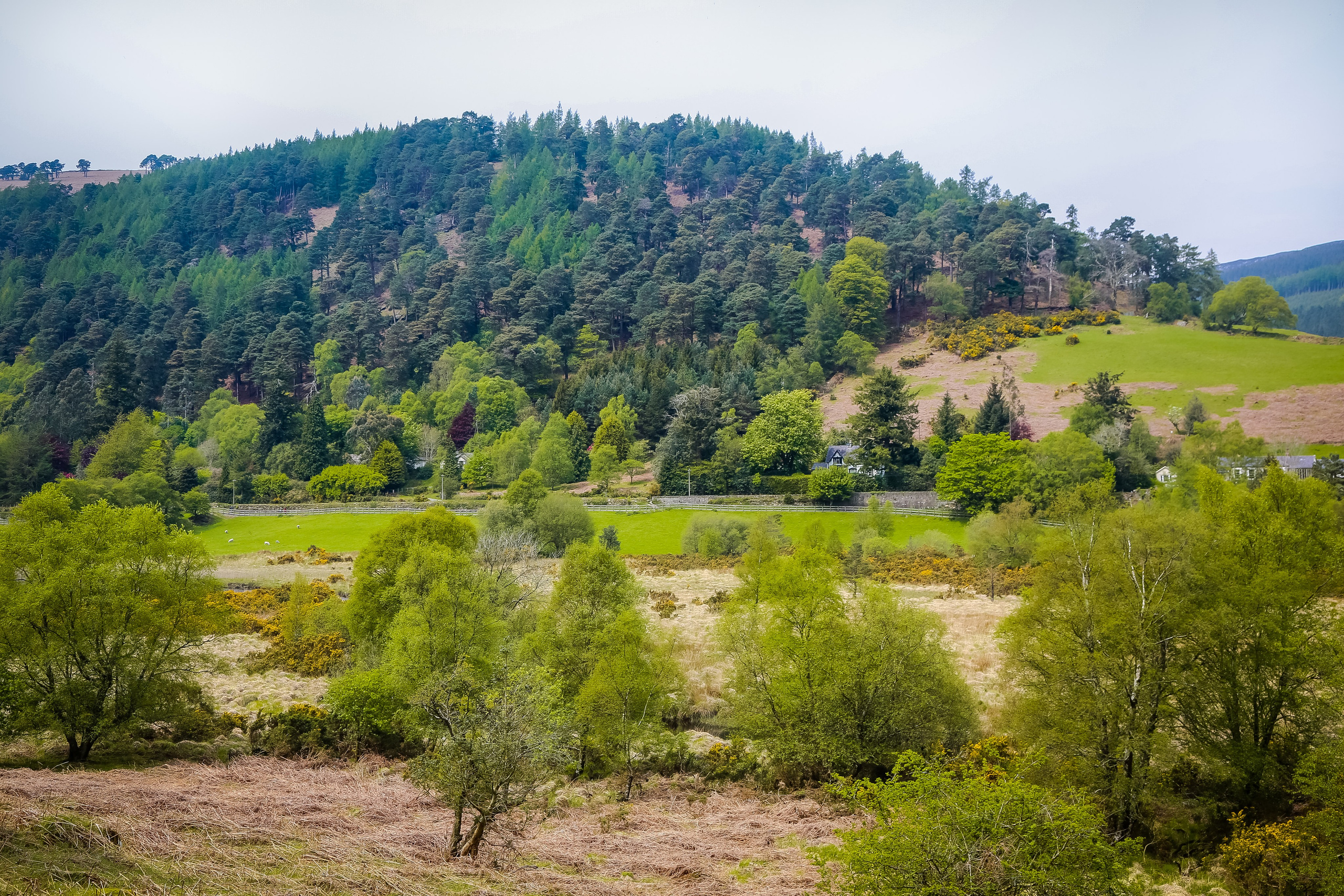Ирландия: Горы Уиклоу. Дарья Письменюк / Darya Leitstern — фотограф, музыкант, журналист, путешественник