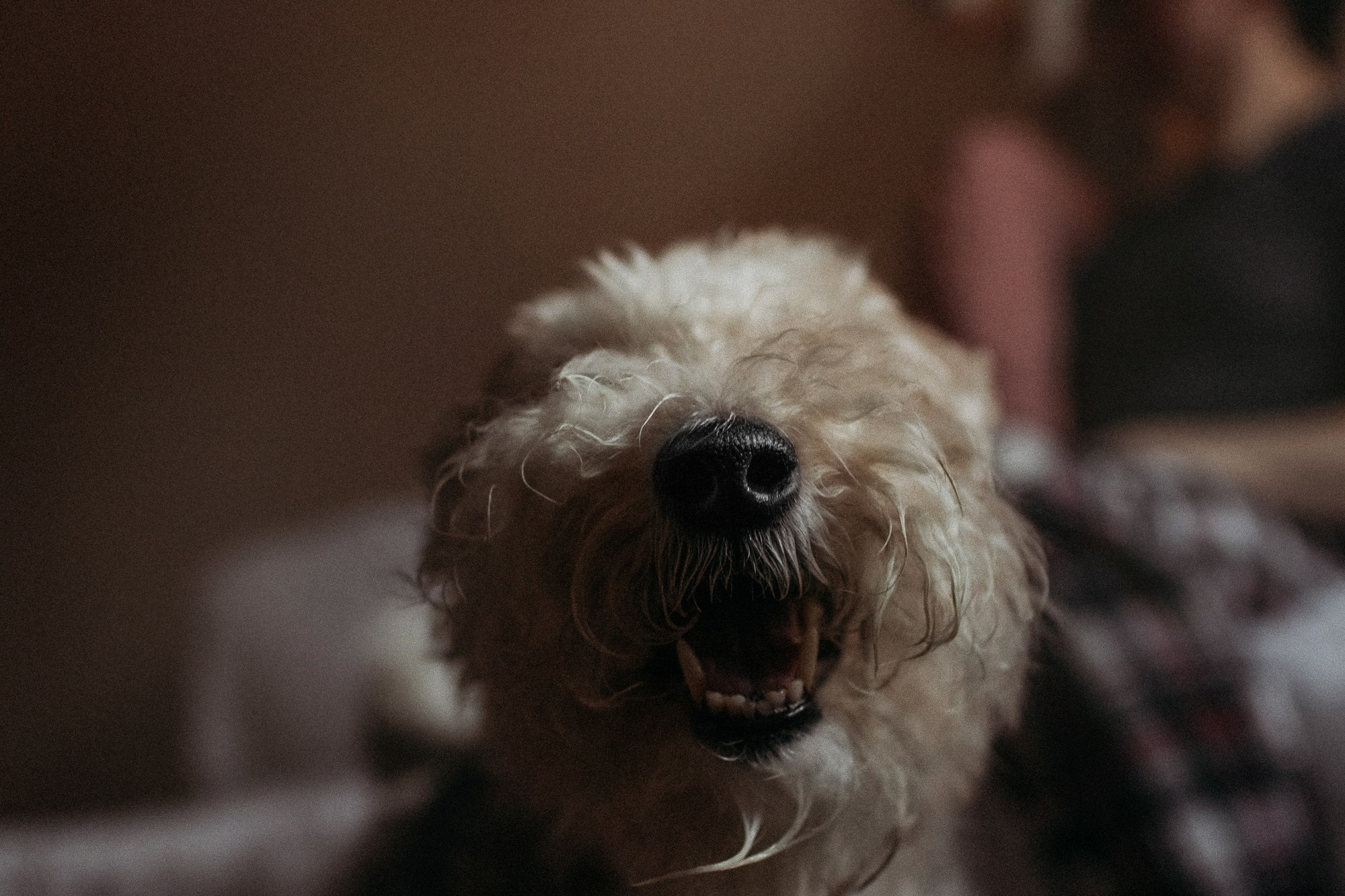 Ребята и фоксы. Фотограф Наталья Потапова