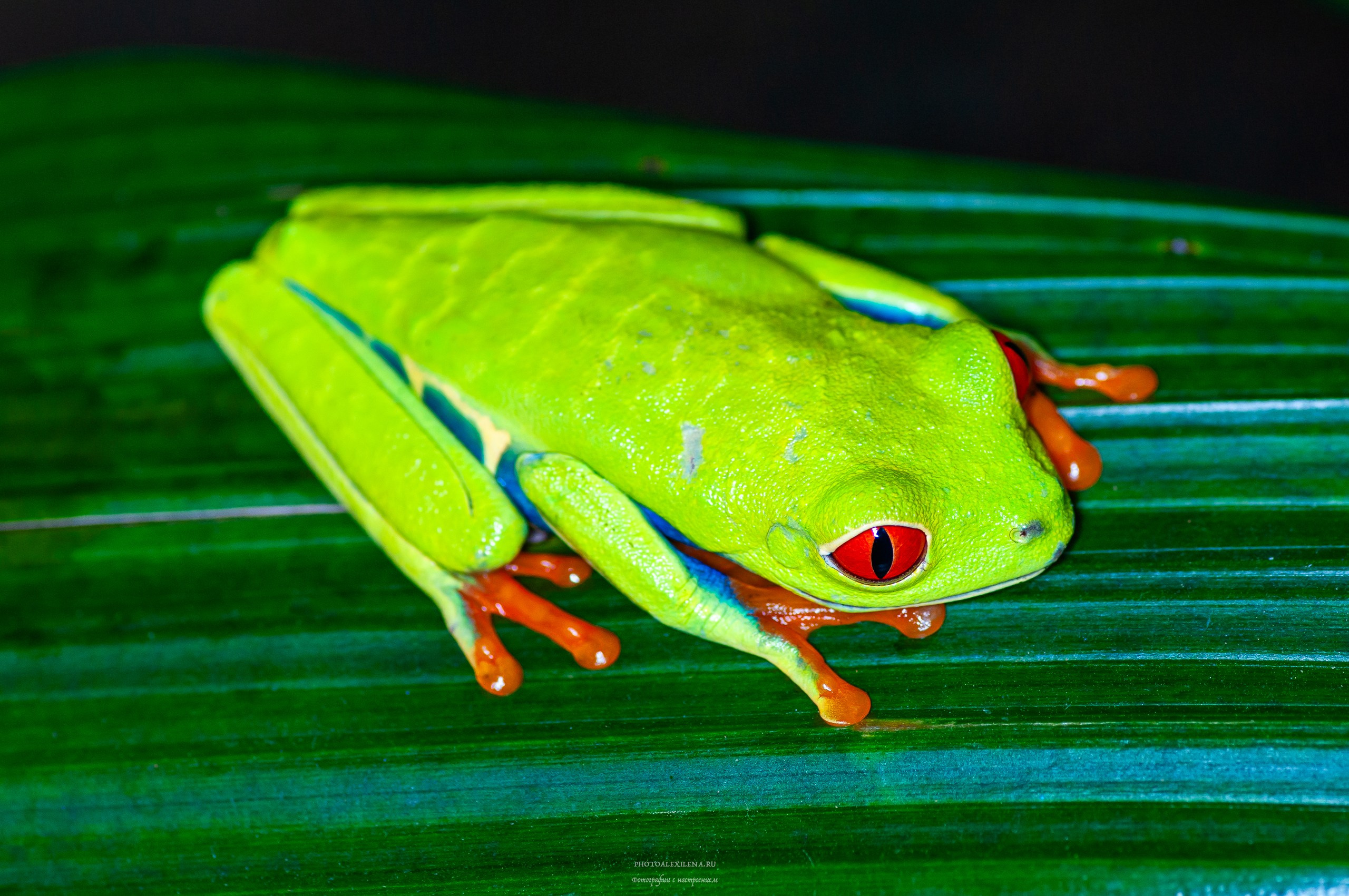 Все оттенки зелёного. Авторские стильные фотокартины