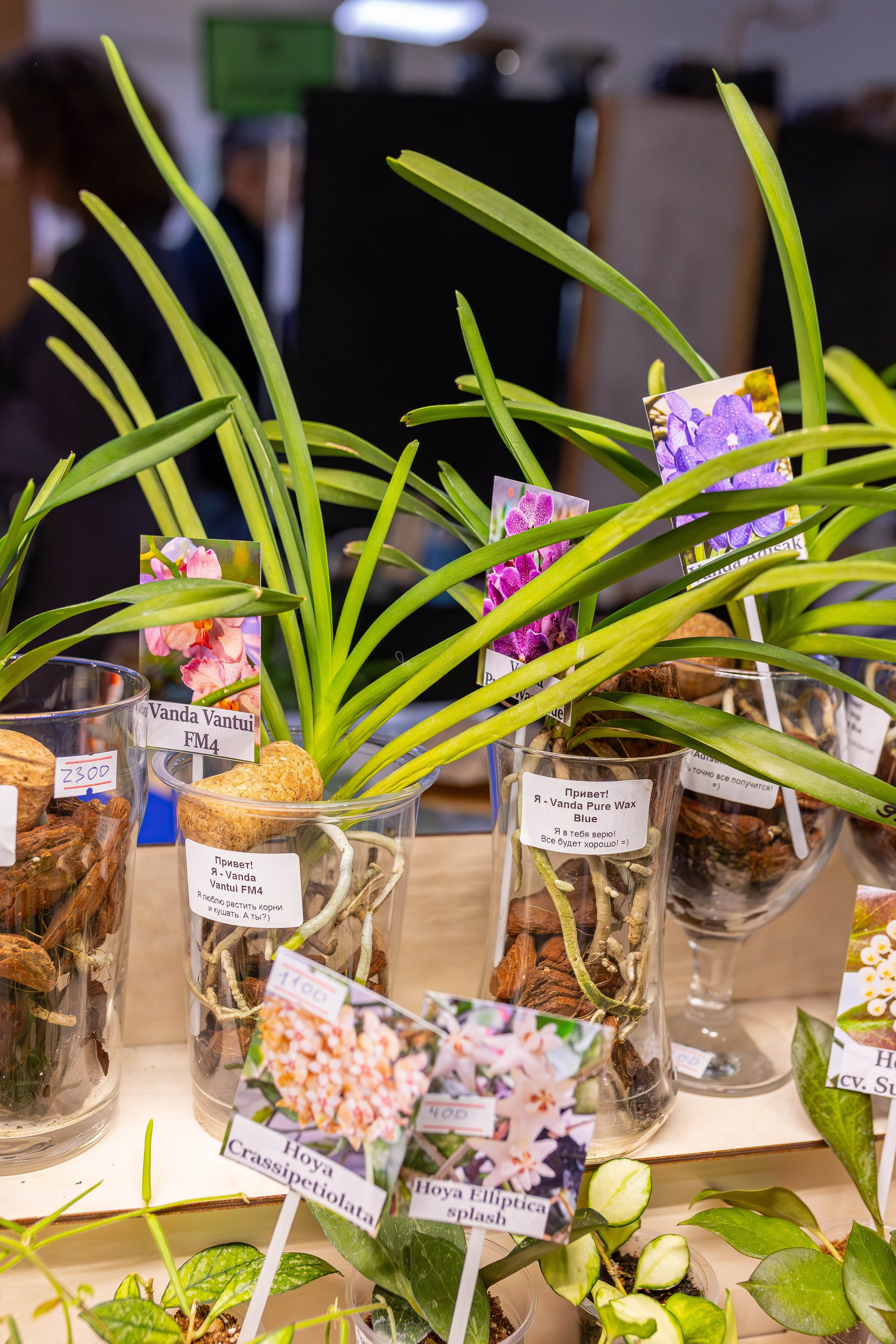 Монстериум апрель 2026. Александра Куликова фотограф, Москва