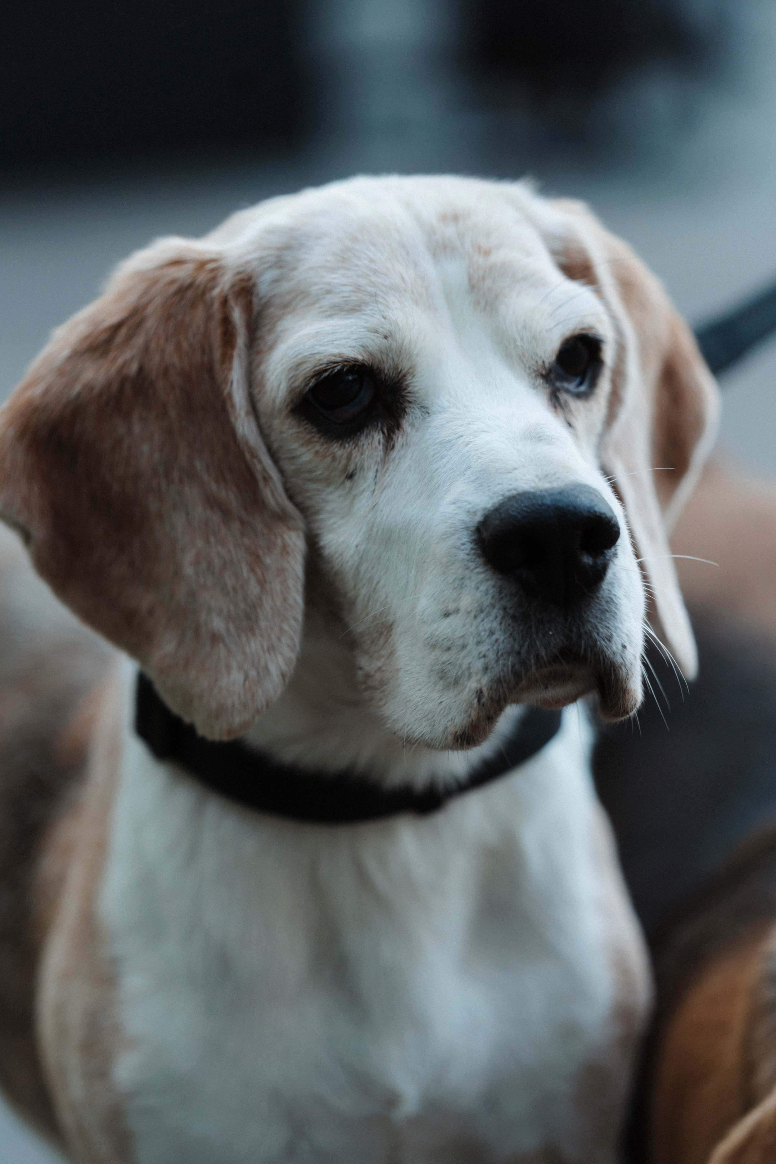 HUNTING SEASON/ LIGASTAVOK. Фотограф первого впечатления