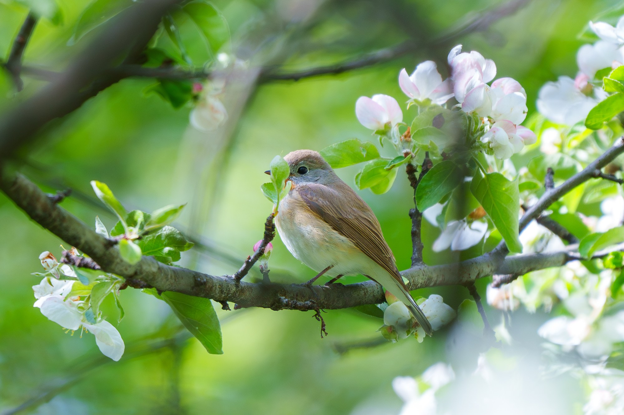 Удивительные мир птиц. Вокруг нас столько прекрасного — присмотритесь!. Ваш личный фотограф Марина Волкова