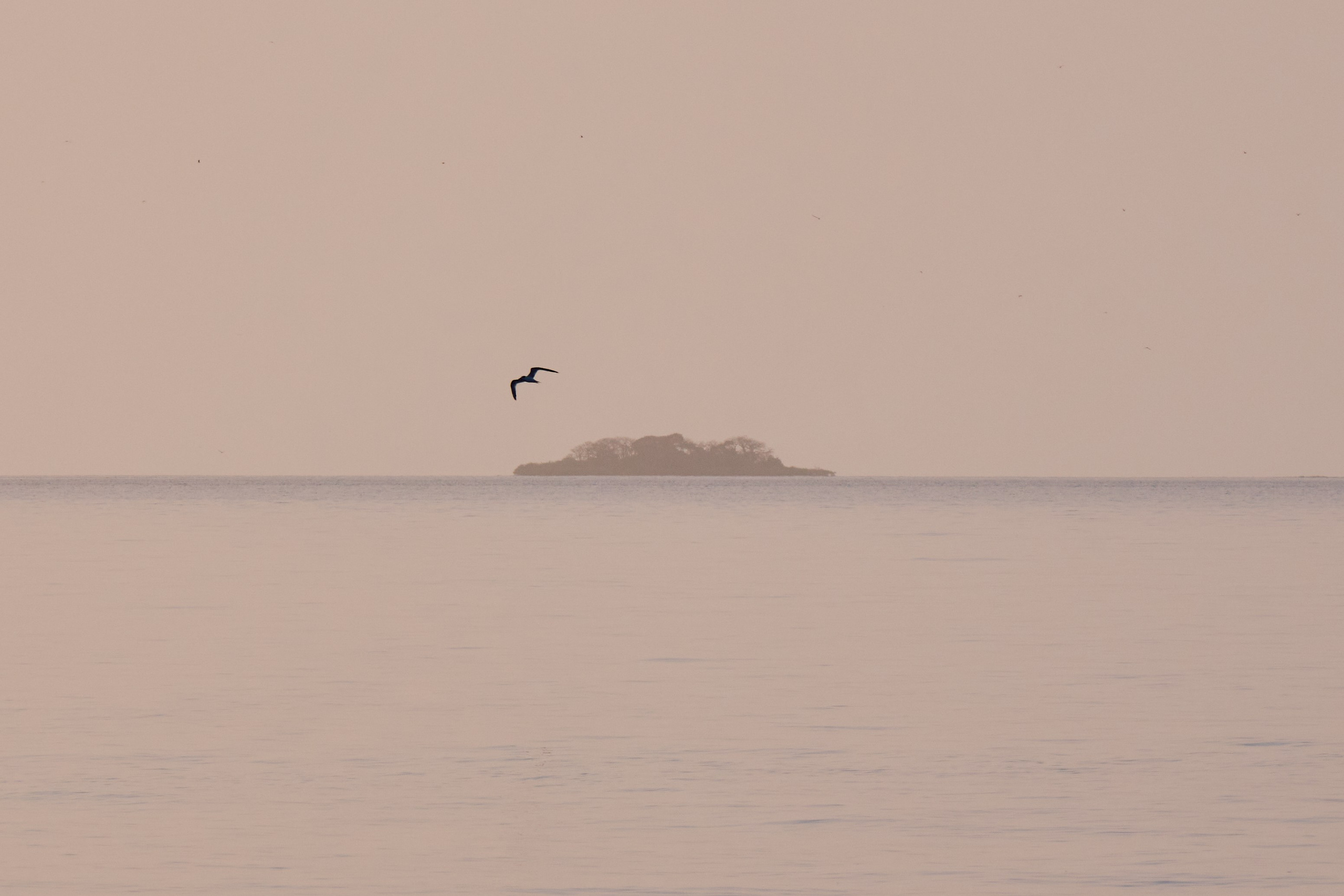 Guinea-Bissau. See the moment and catche. commercial and reportage