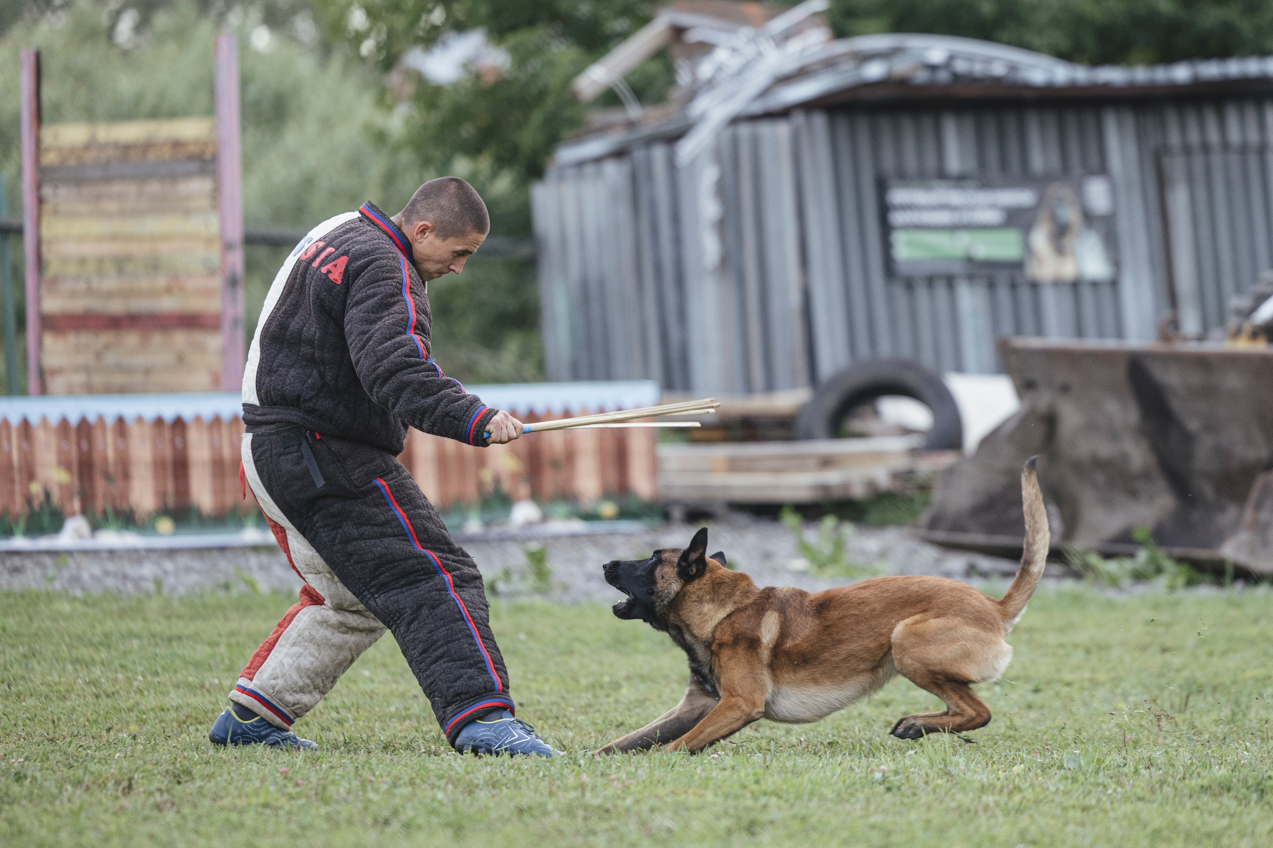 08.08.25-10.08.25 ЧР по мондьорингу г. Вологда. Фотограф-анималист Анна Маринич