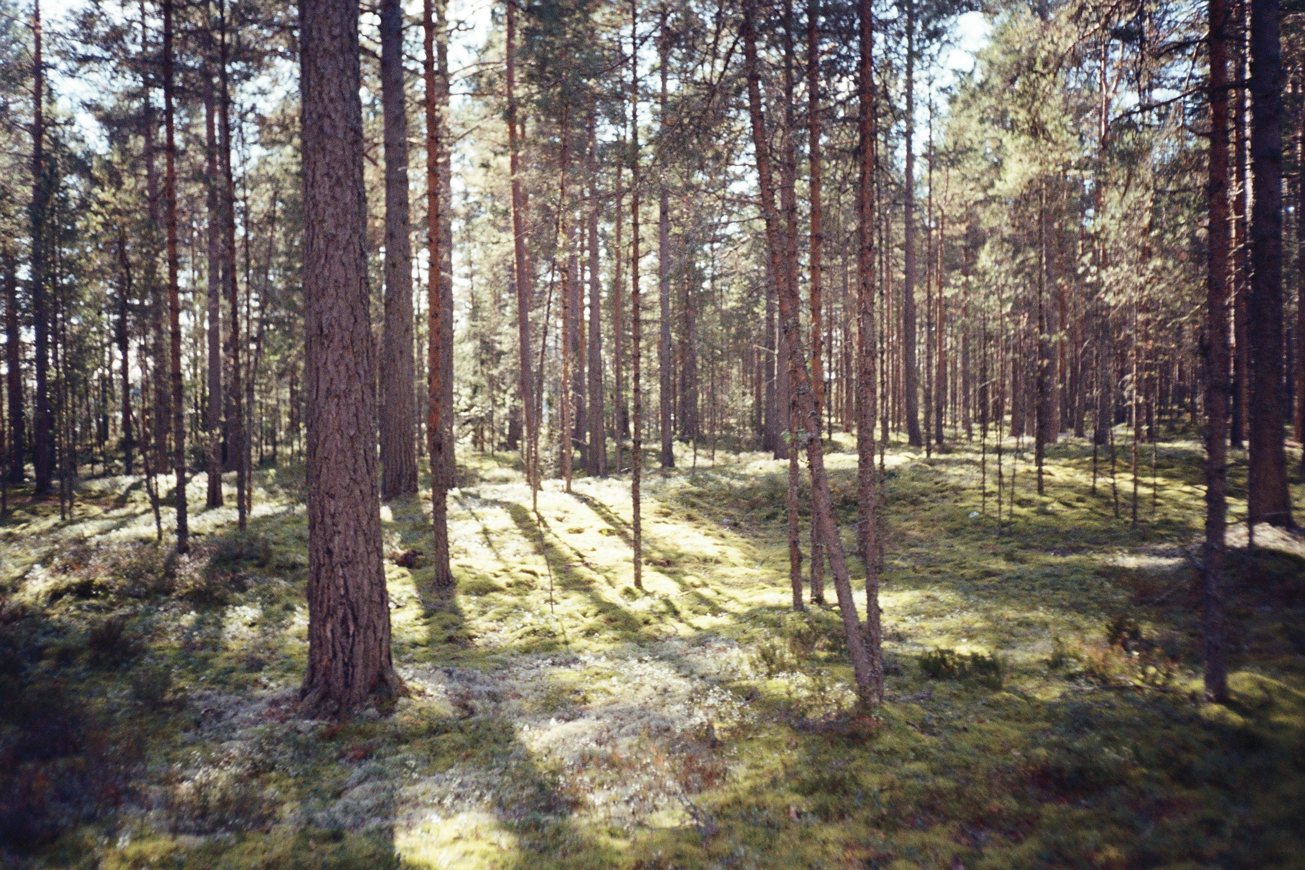 Плёнка •. Творческий фотограф в Санкт-Петербурге Надежда Лиссова
