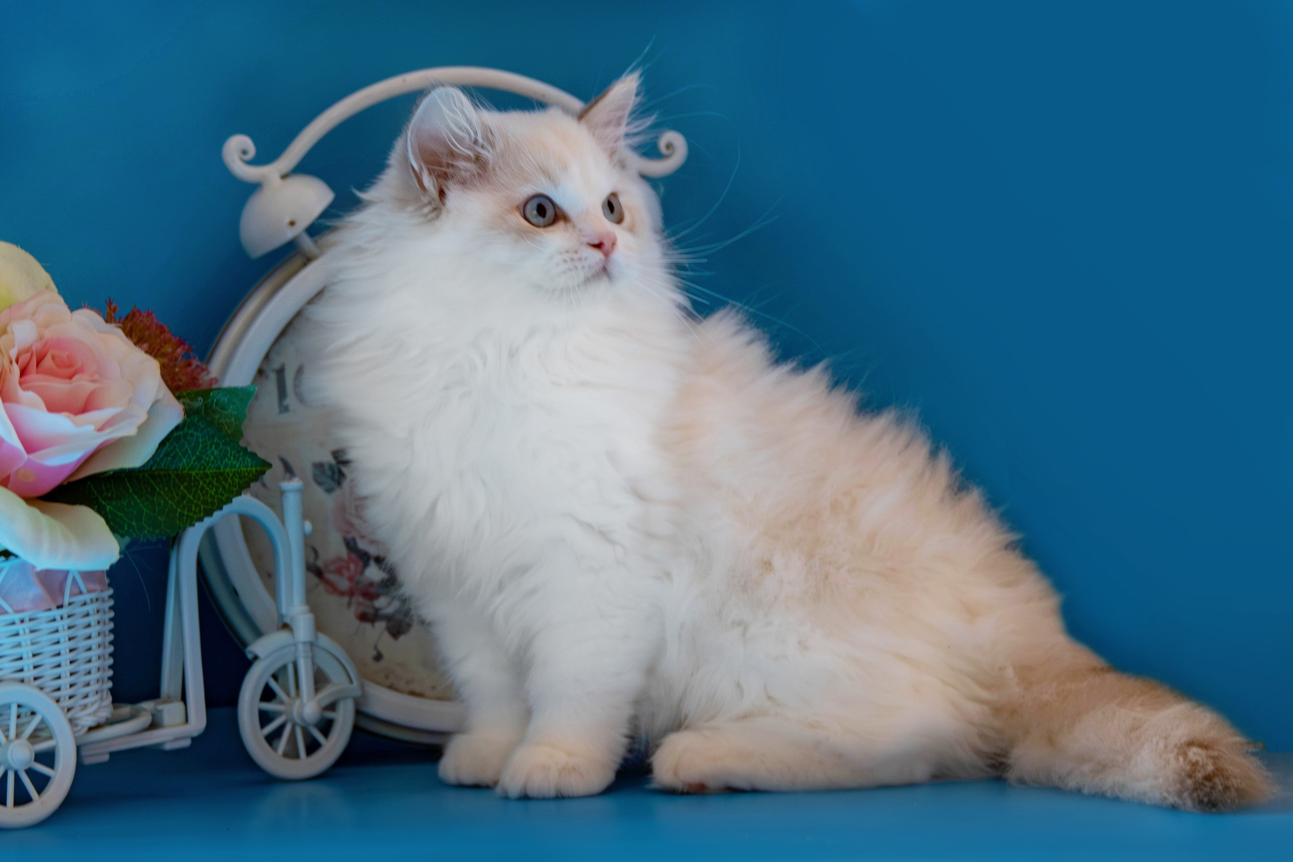 Фотосессия щенков от 7-и дней в стиле ньюборн. Фотограф анималист — Тула, Москва