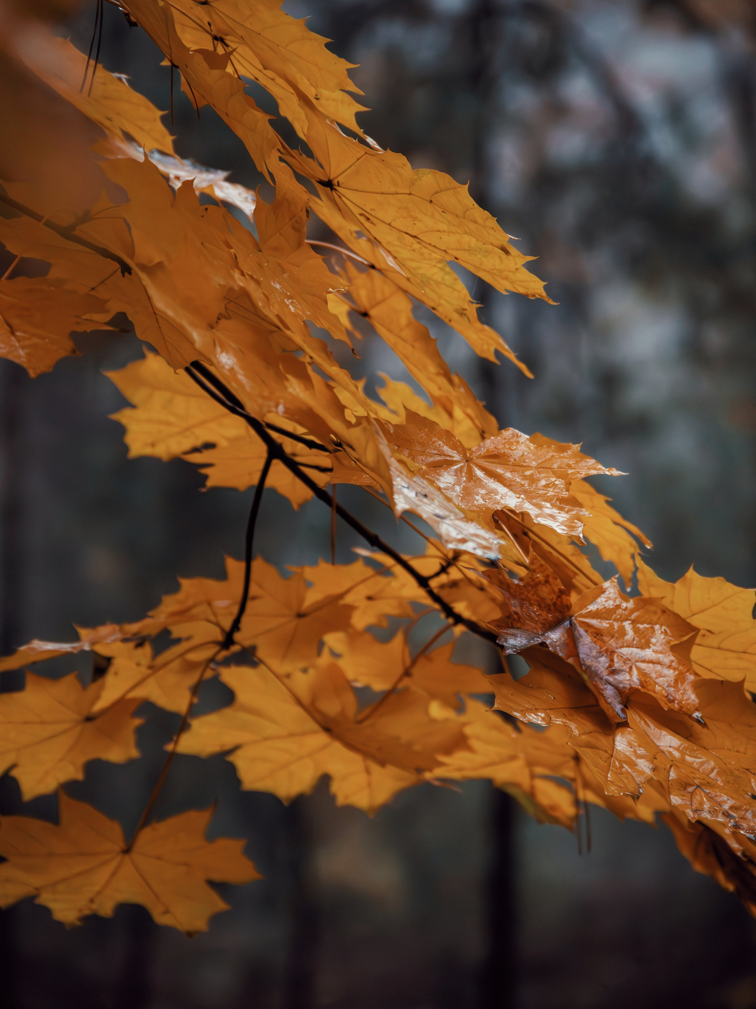 Октябрьский туман. С любовью, фотохудожник