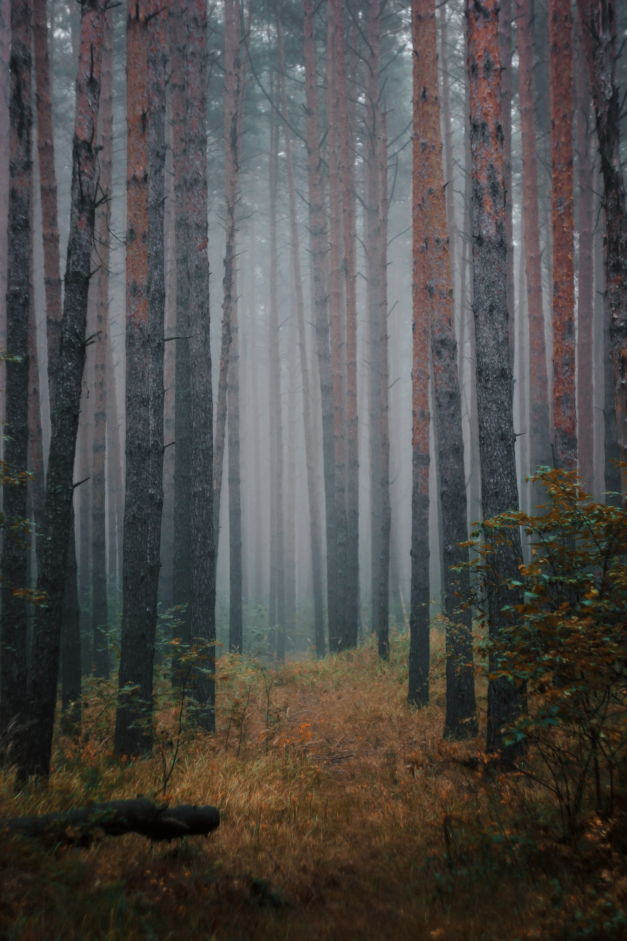Меланхолия августа. С любовью, фотохудожник