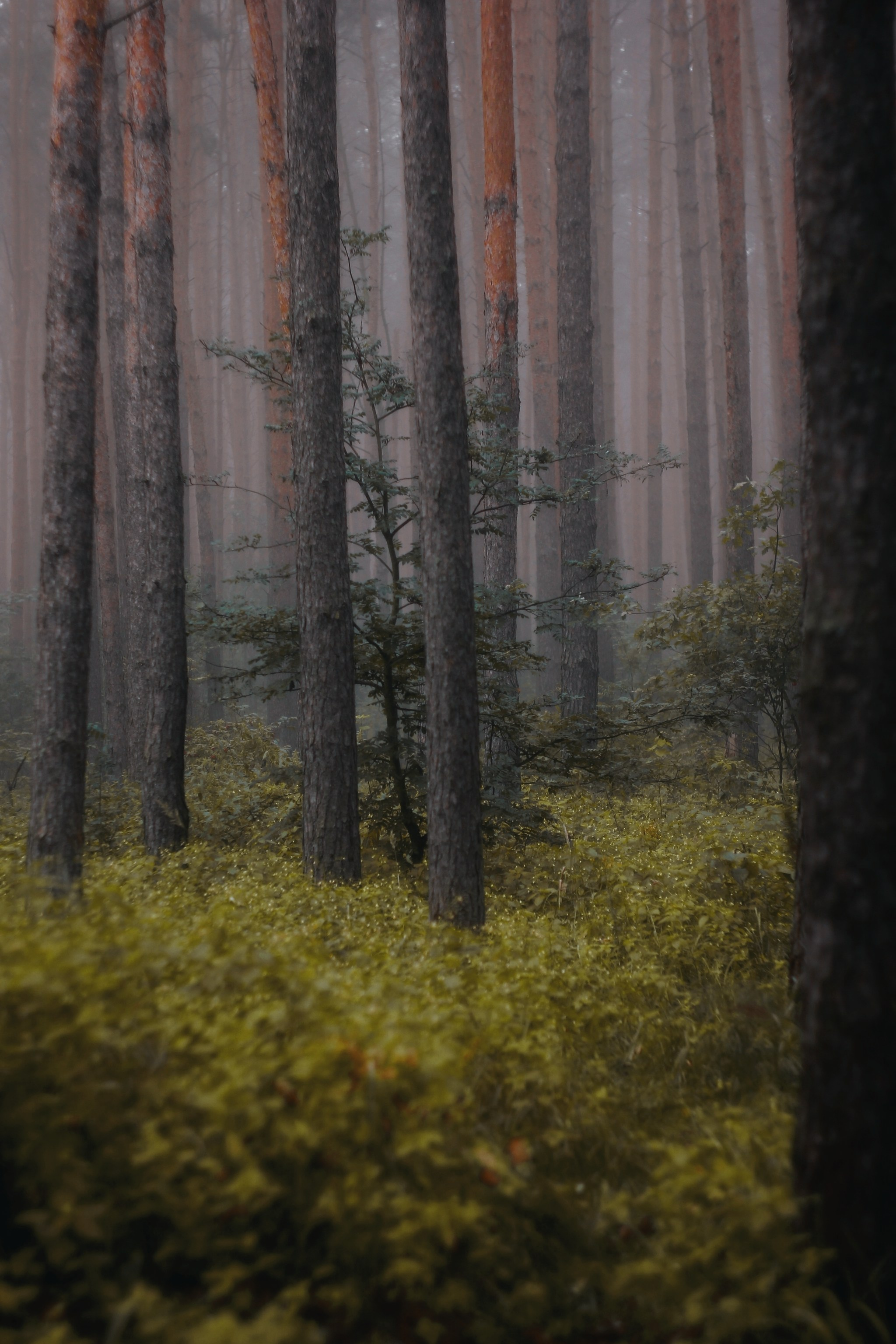 Меланхолия августа. С любовью, фотохудожник