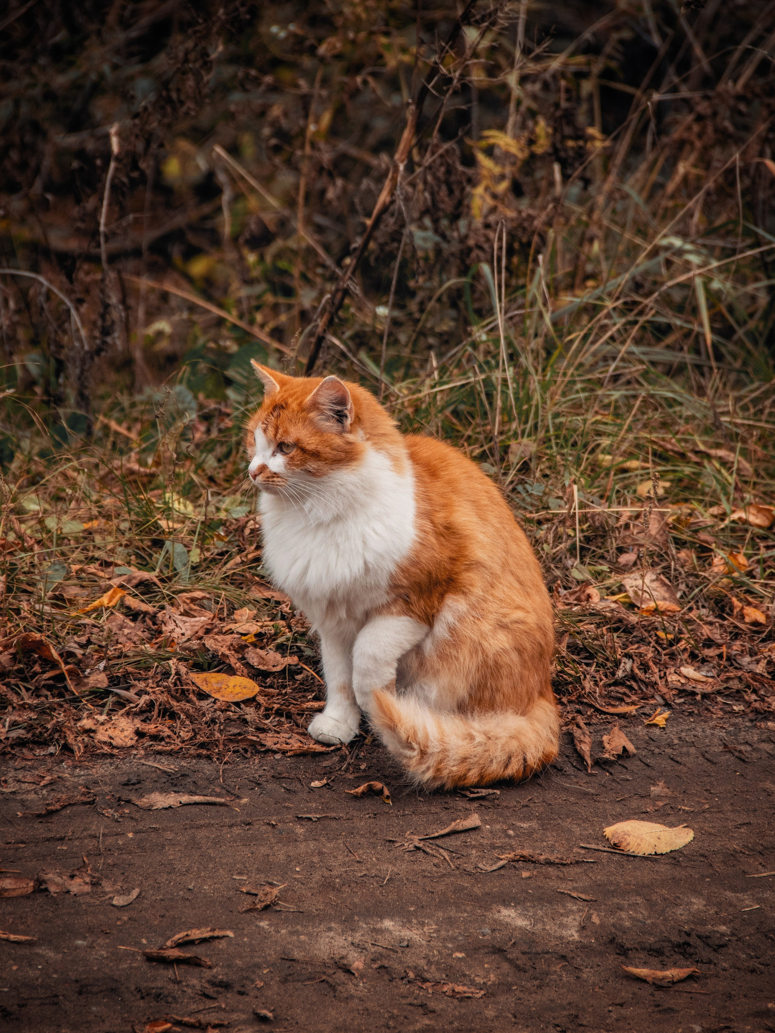 Уличные модели. С любовью, фотохудожник