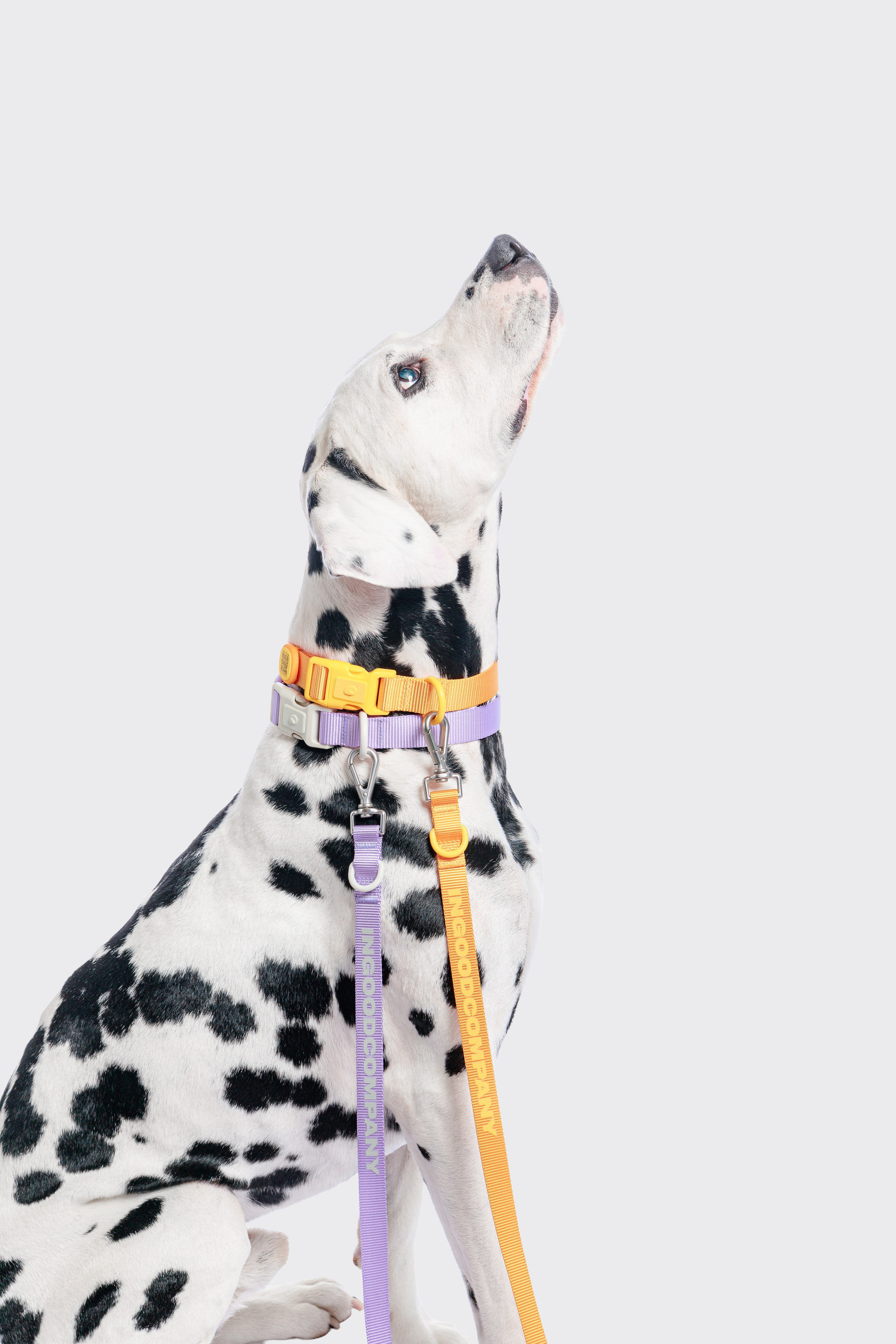 In good company для собак. Фотограф в Москве Татьяна Драгунова