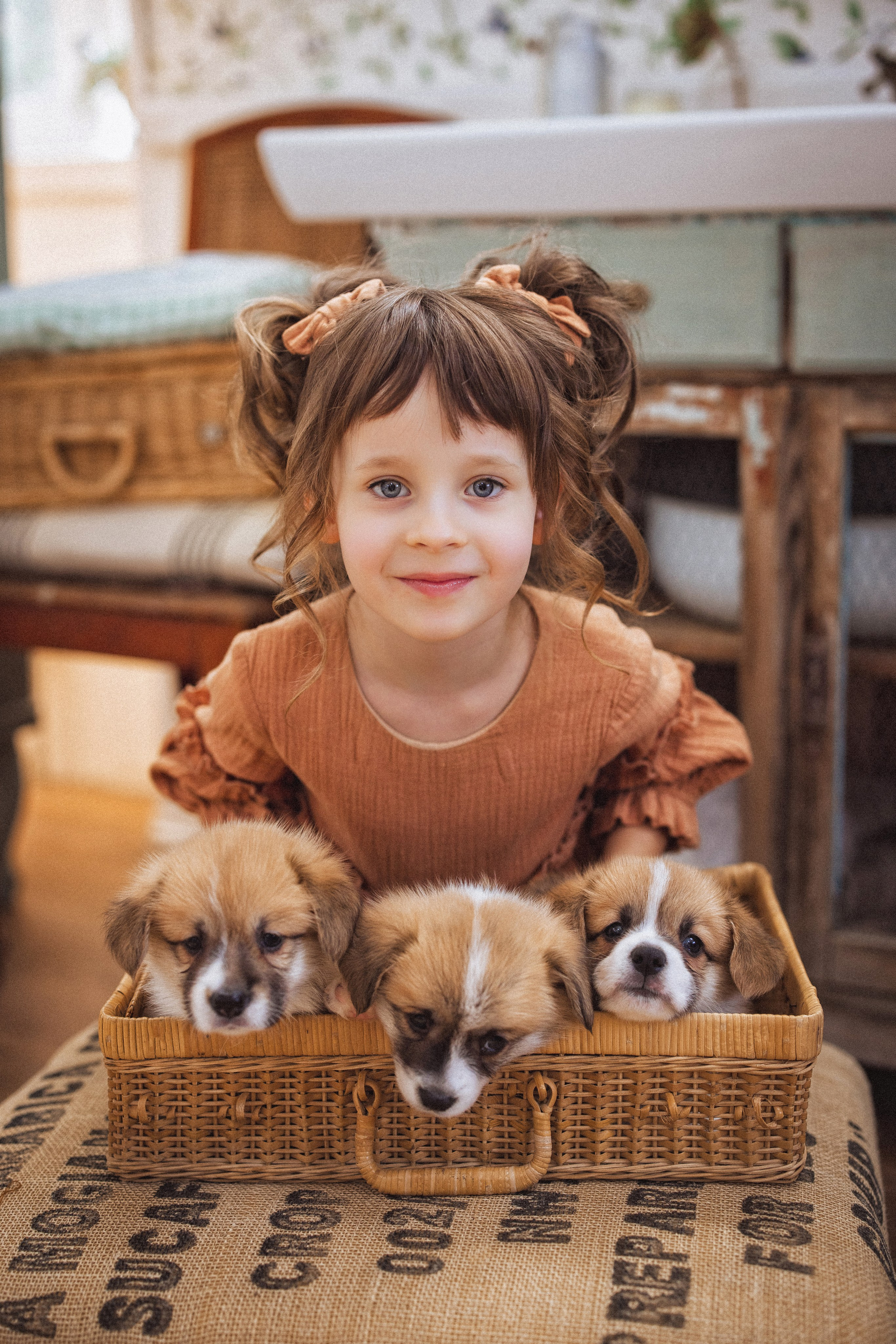 Фотосессия с щенками Корги, в фотостудии Ольги Сурухановой, город Краснодар. Семейный и детский фотограф в Краснодаре Анна Трашкова