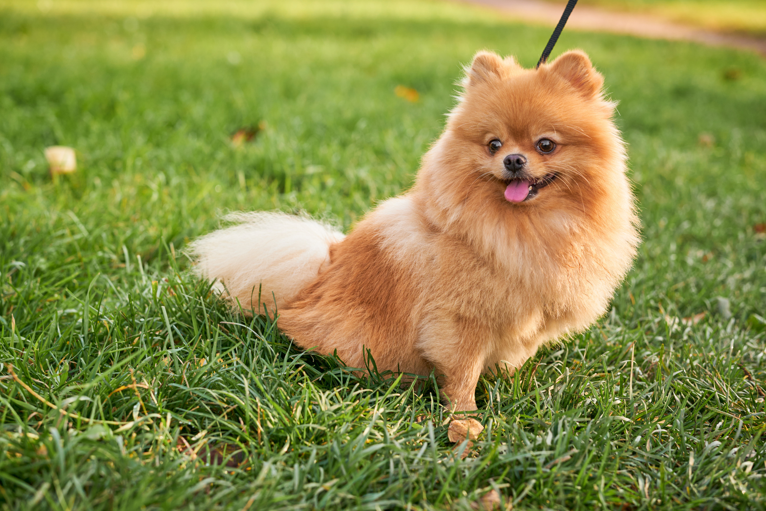 Случайные съемки. Фотограф людей и животных в Санкт-Петербурге Марина Бурмистрова