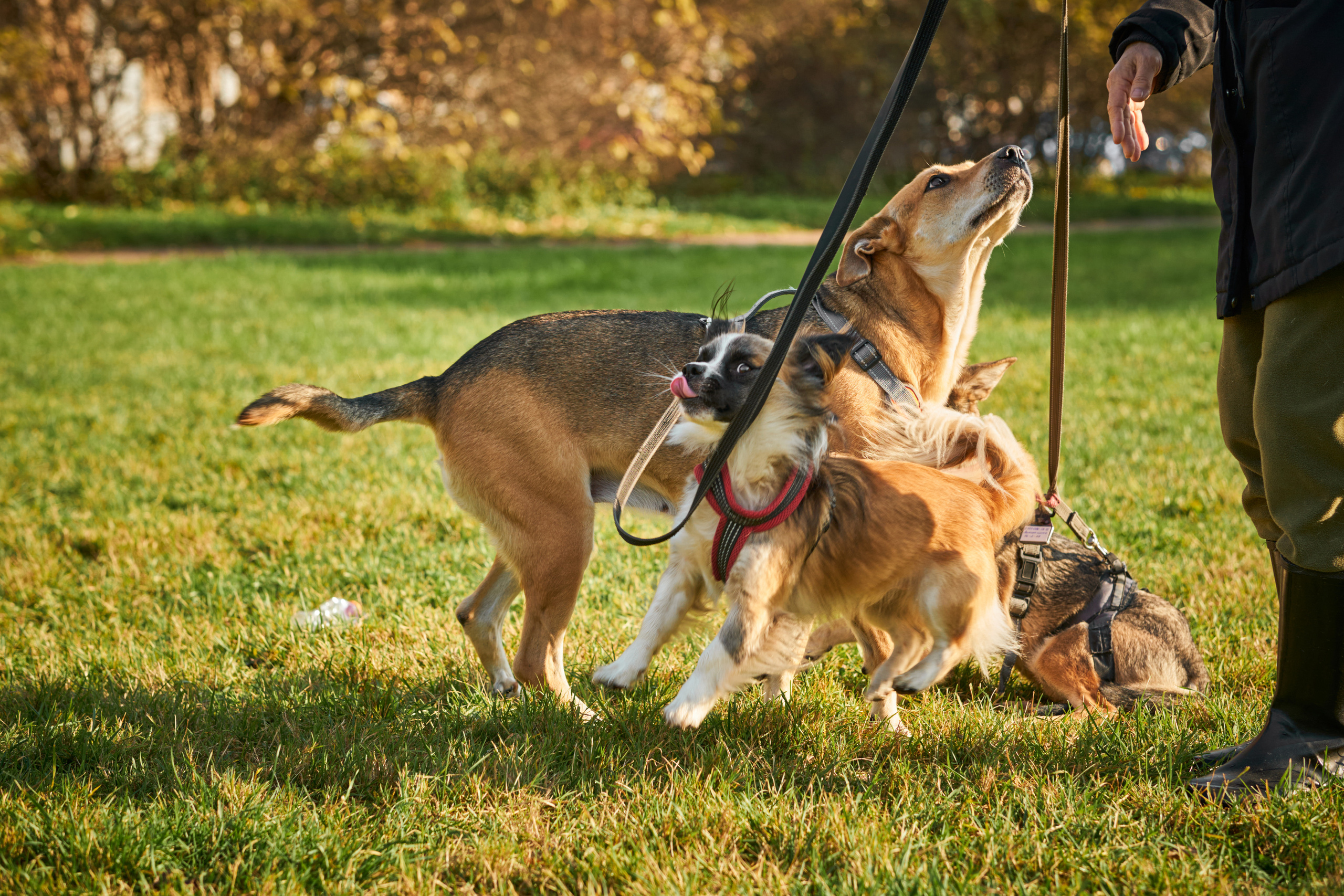 Случайные съемки. Фотограф людей и животных в Санкт-Петербурге Марина Бурмистрова