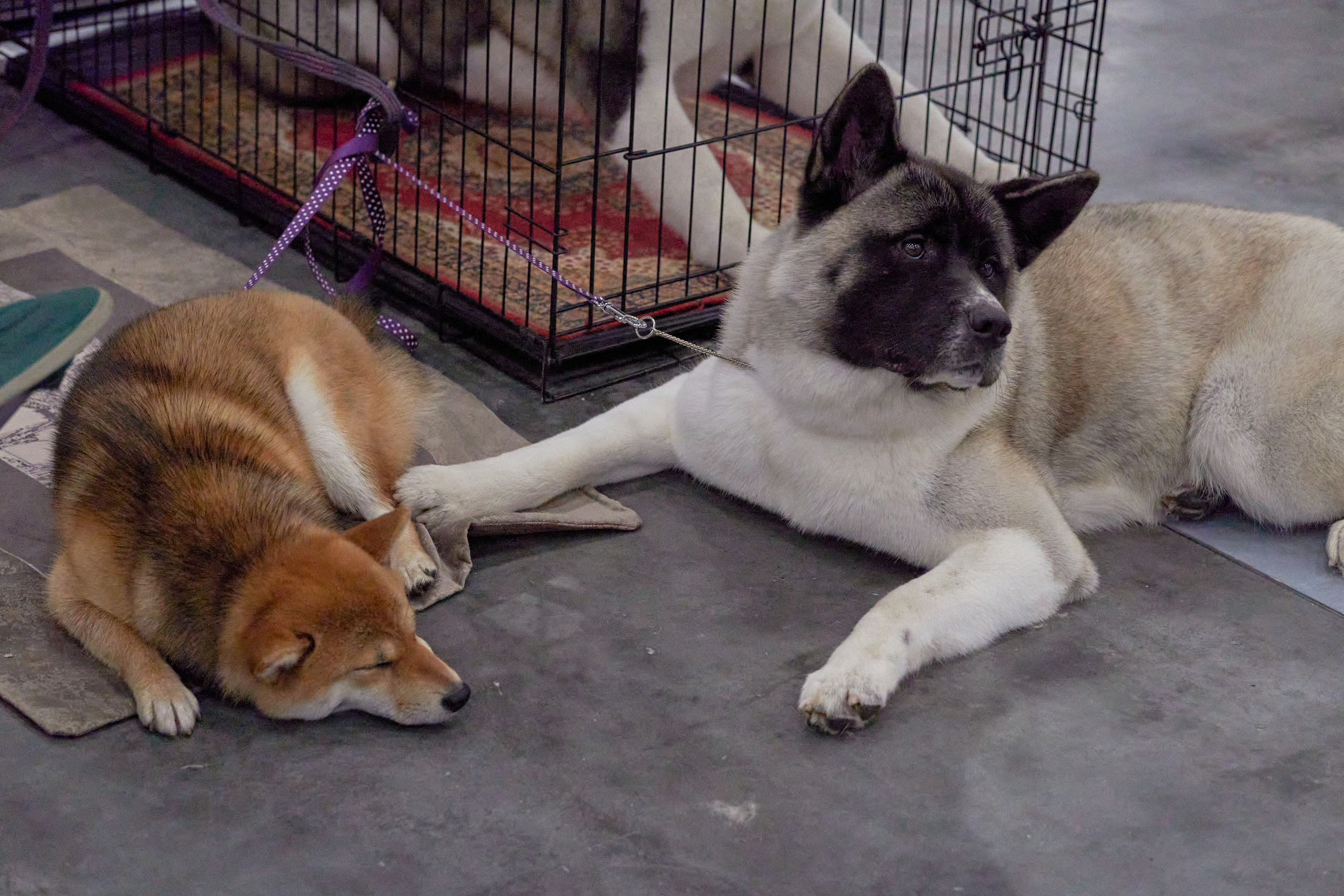 Репортаж с выставки собак в Экспофоруме. Фотограф людей и животных в Санкт-Петербурге Марина Бурмистрова